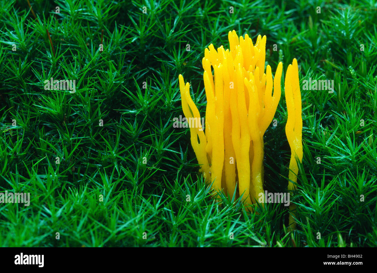 Yellow stag's-horn fungus (Calocera viscosa). Bright yellow fungus growing amongst moss in the New Forest, Hampshire. Stock Photo