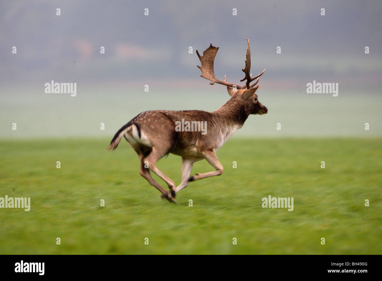 Running fallow buck in field. Stock Photo