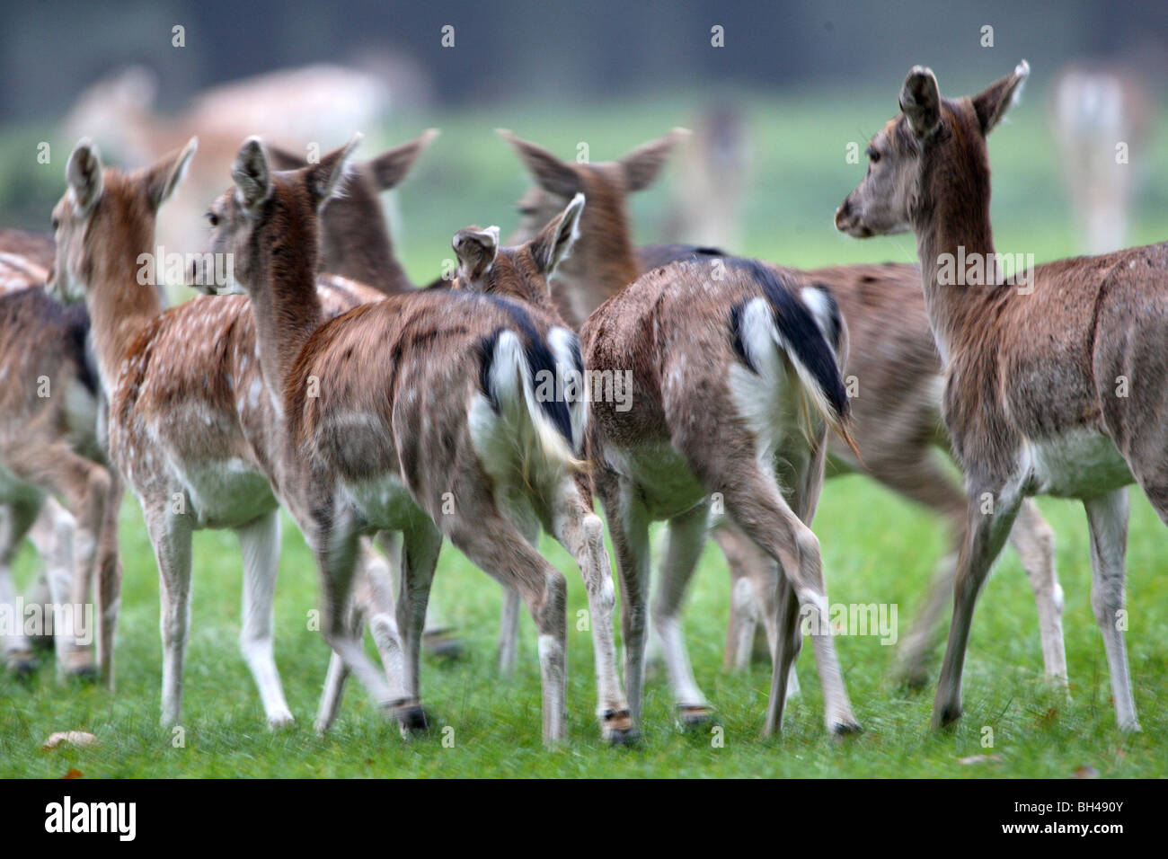 Fleeing fallow deer seen from the back. Stock Photo