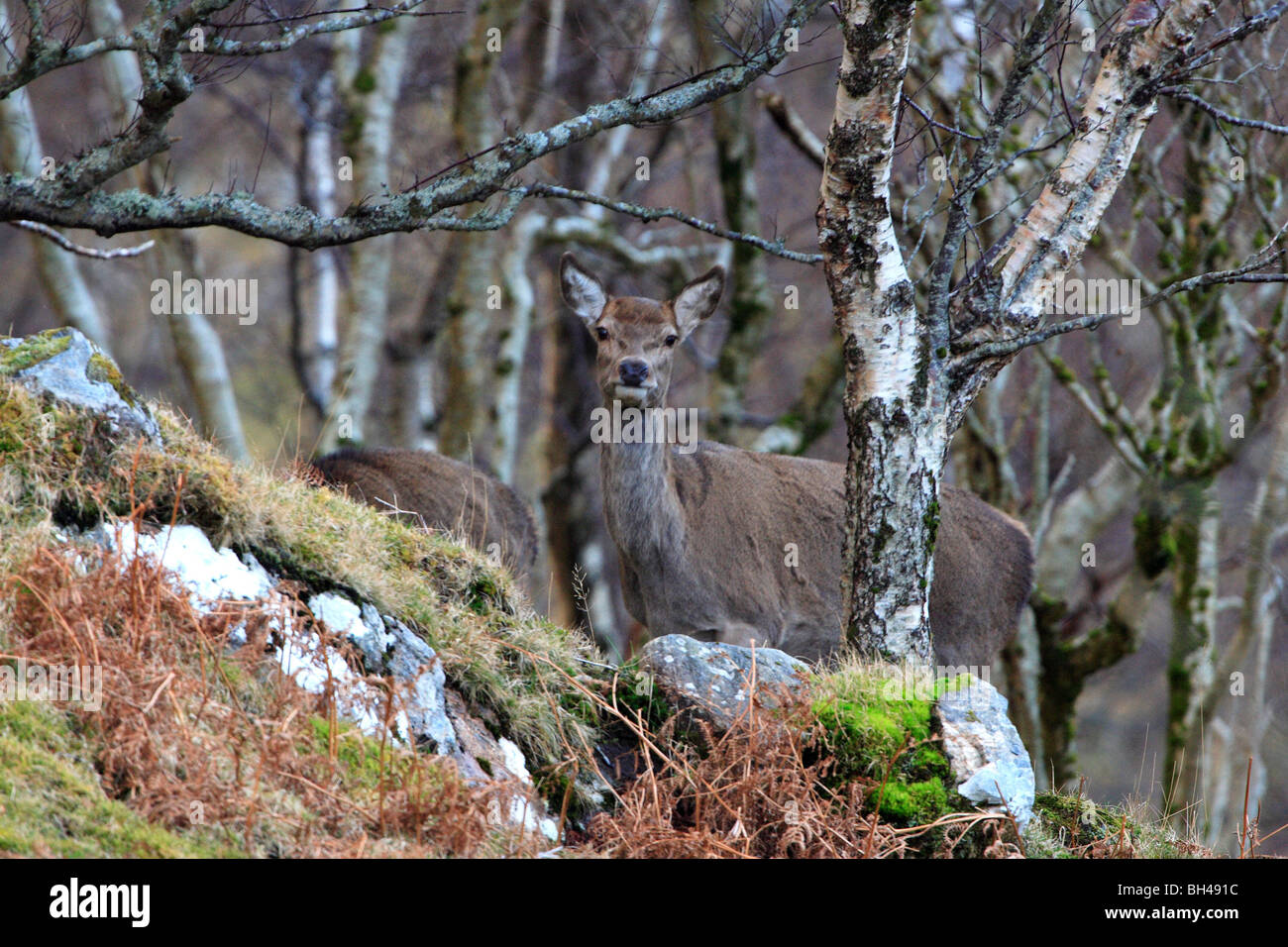 Red hinds (Cervus elaphus) in silver birch woodland. Stock Photo