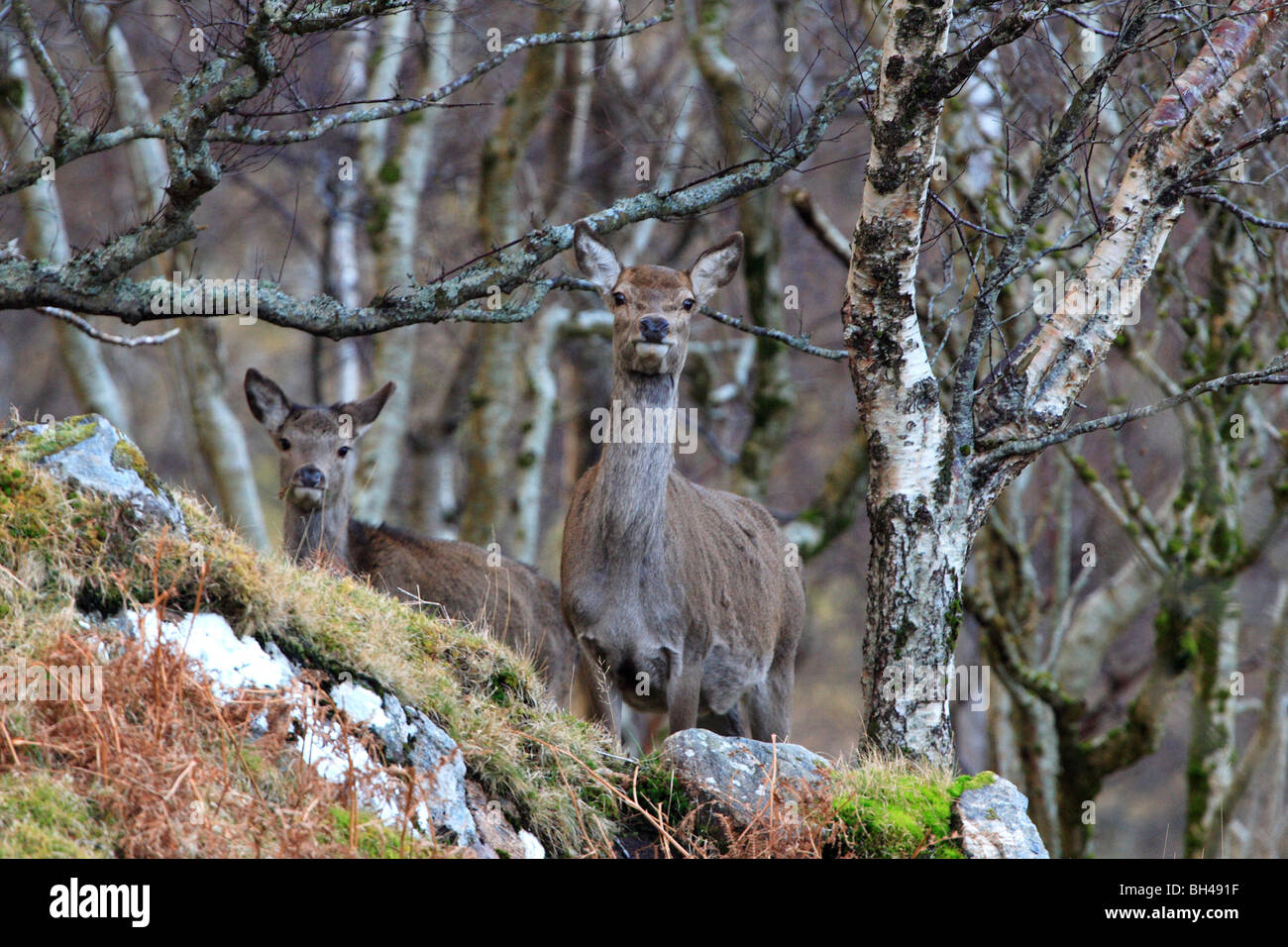 Red hinds (Cervus elaphus) in silver birch woodland. Stock Photo