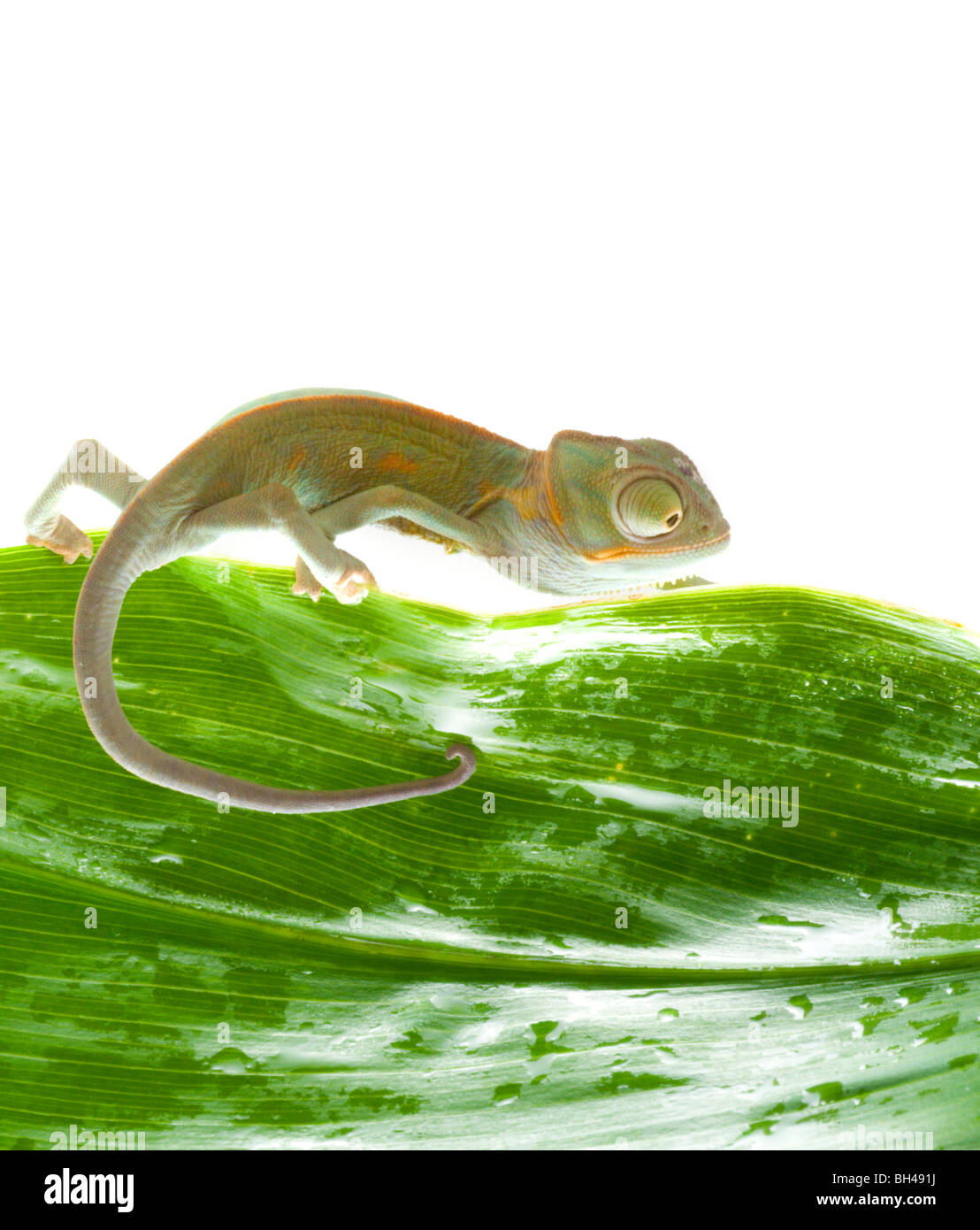 Chameleon. Isolation on white Stock Photo