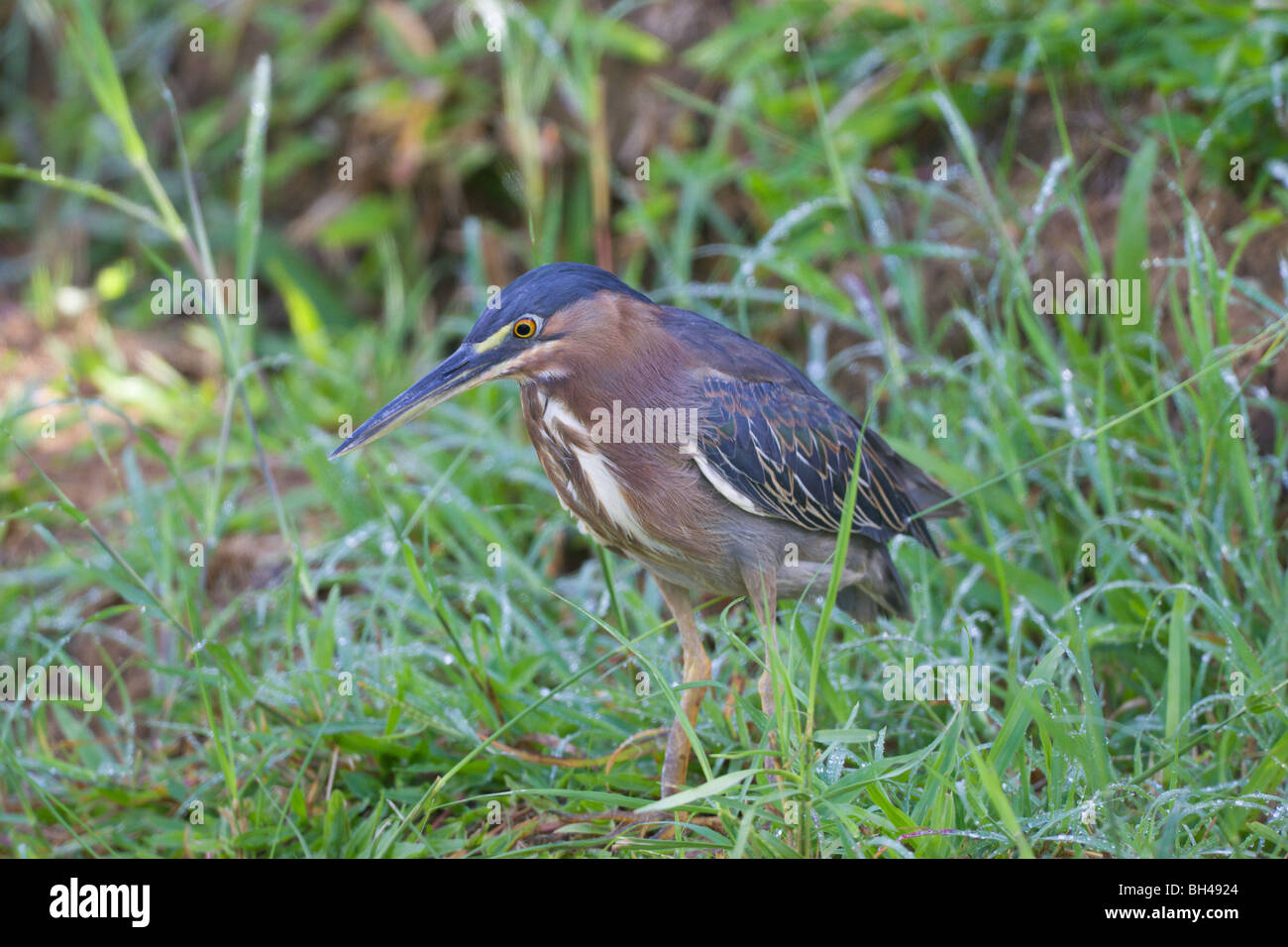 Greenbacked or striated heron (Butorides striatus) in grass along river bank. Stock Photo
