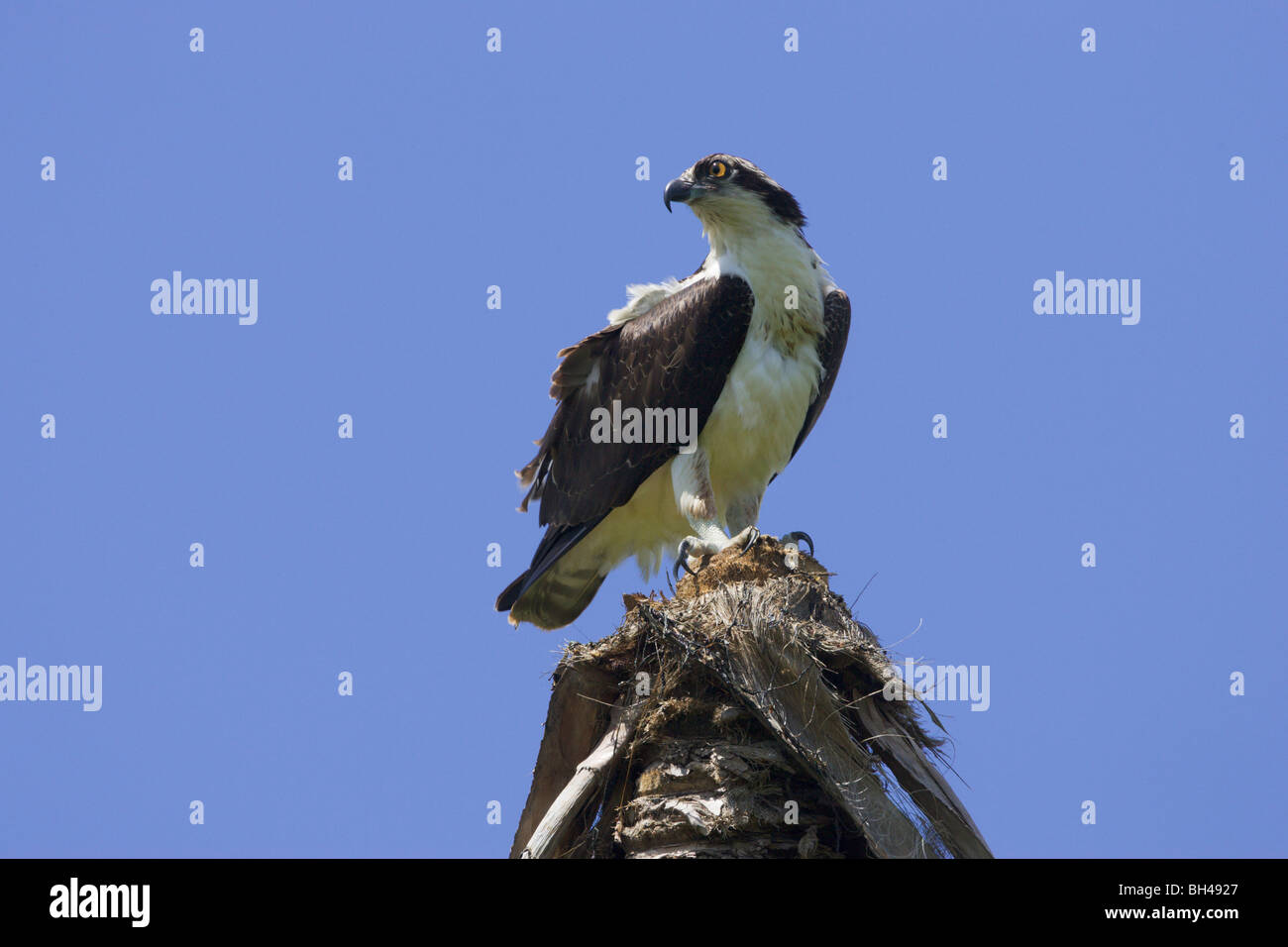 Osprey (Pandion haliaetus) overlooking his habitat with blue sky on background. Stock Photo