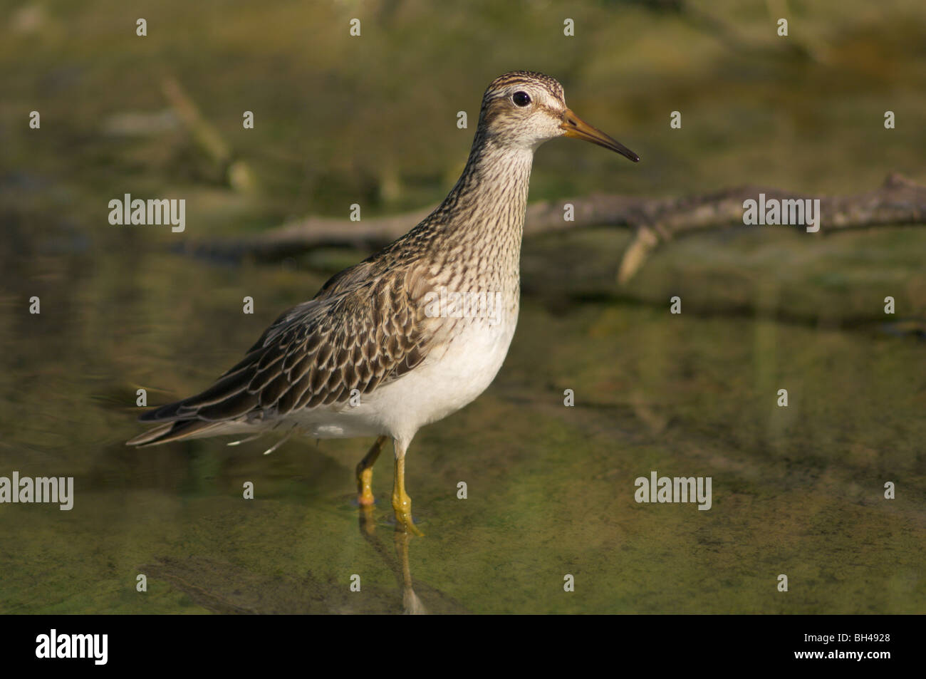 Pectoral sandpiper (Calidris melanotos) standing in water Stock Photo