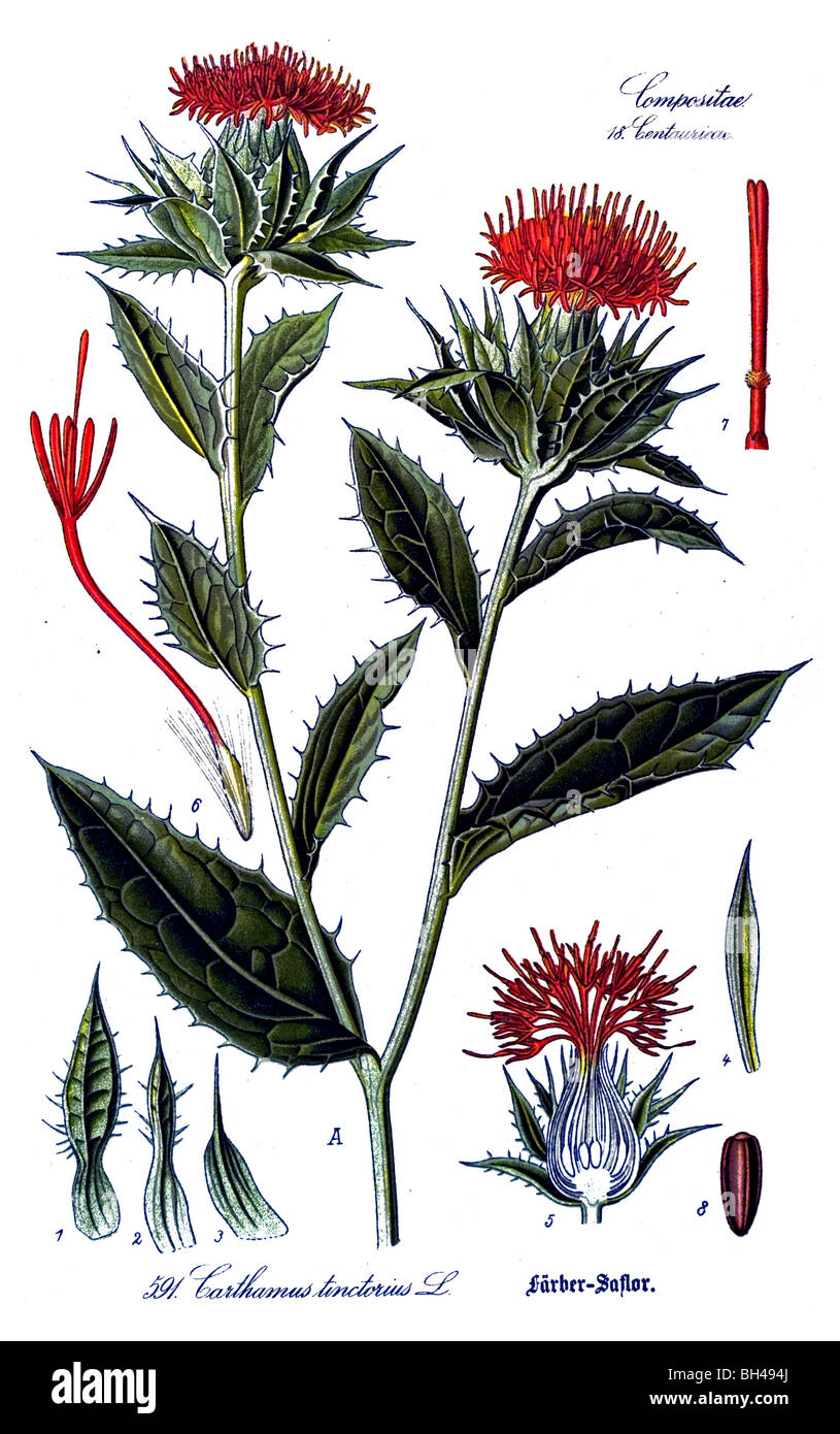 Safflower, plant, plants Stock Photo