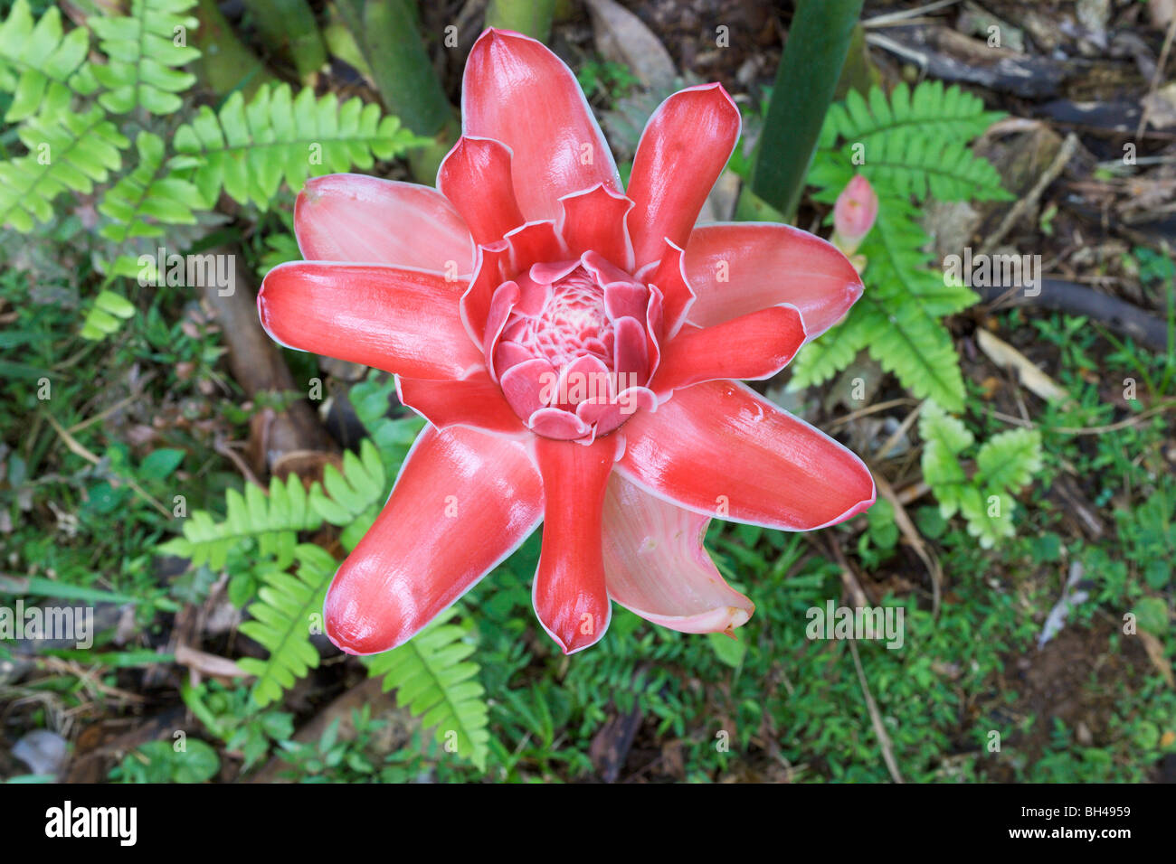 Torch ginger (Etlingera elatior) or red ginger lily with bright red petals. Stock Photo