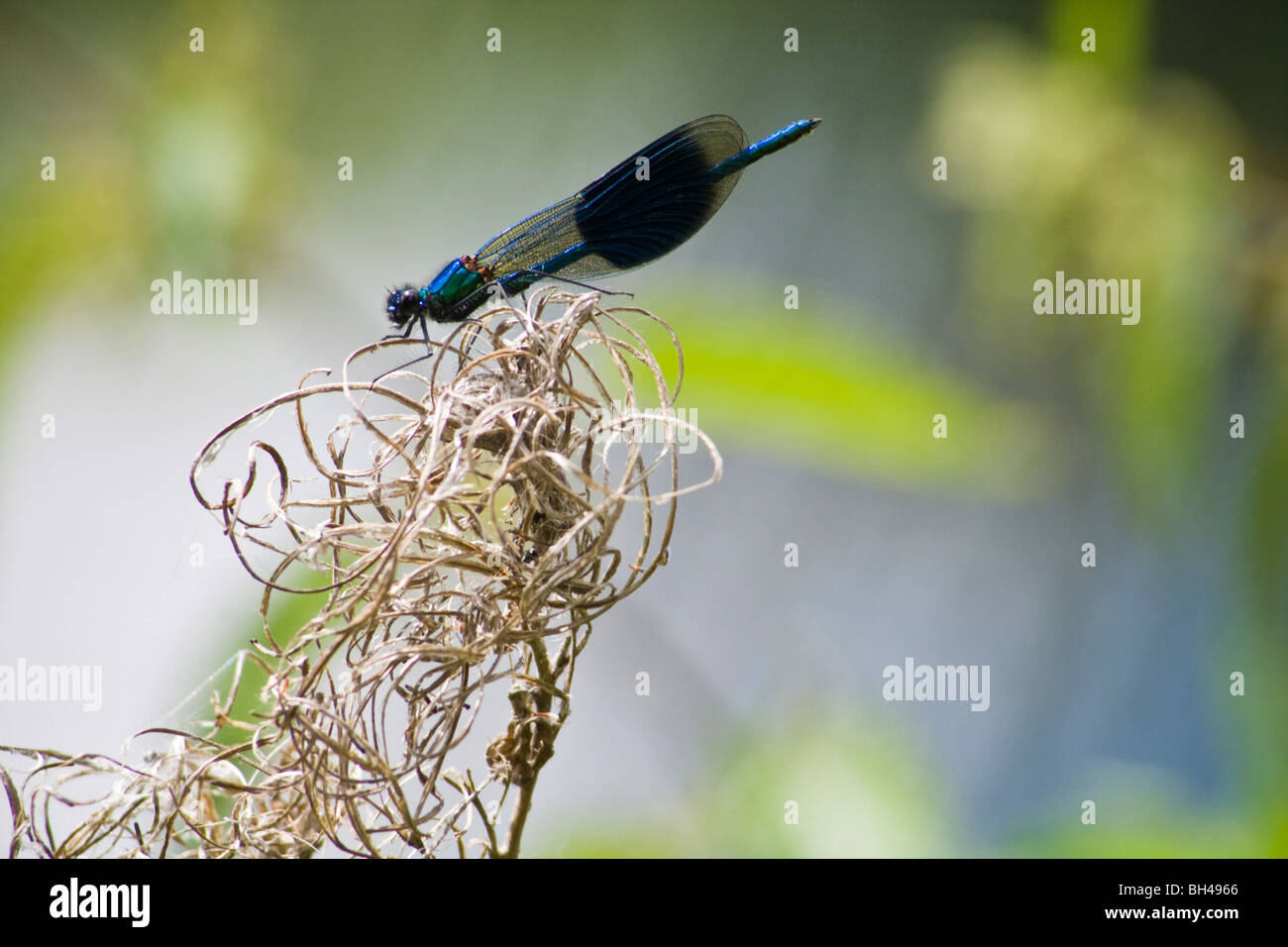 Banded Demoiselle (Calopteryx splendens) damselfly (Zygoptera) on the Blackwater and Chelmer Canal. Stock Photo
