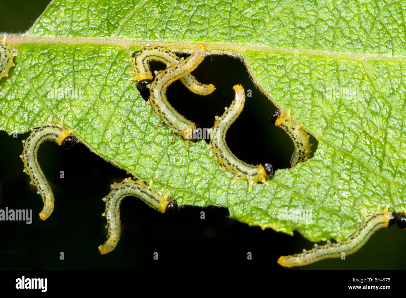 Sawfly (Croesus septentrionalis)stripping the leaves Stock Photo