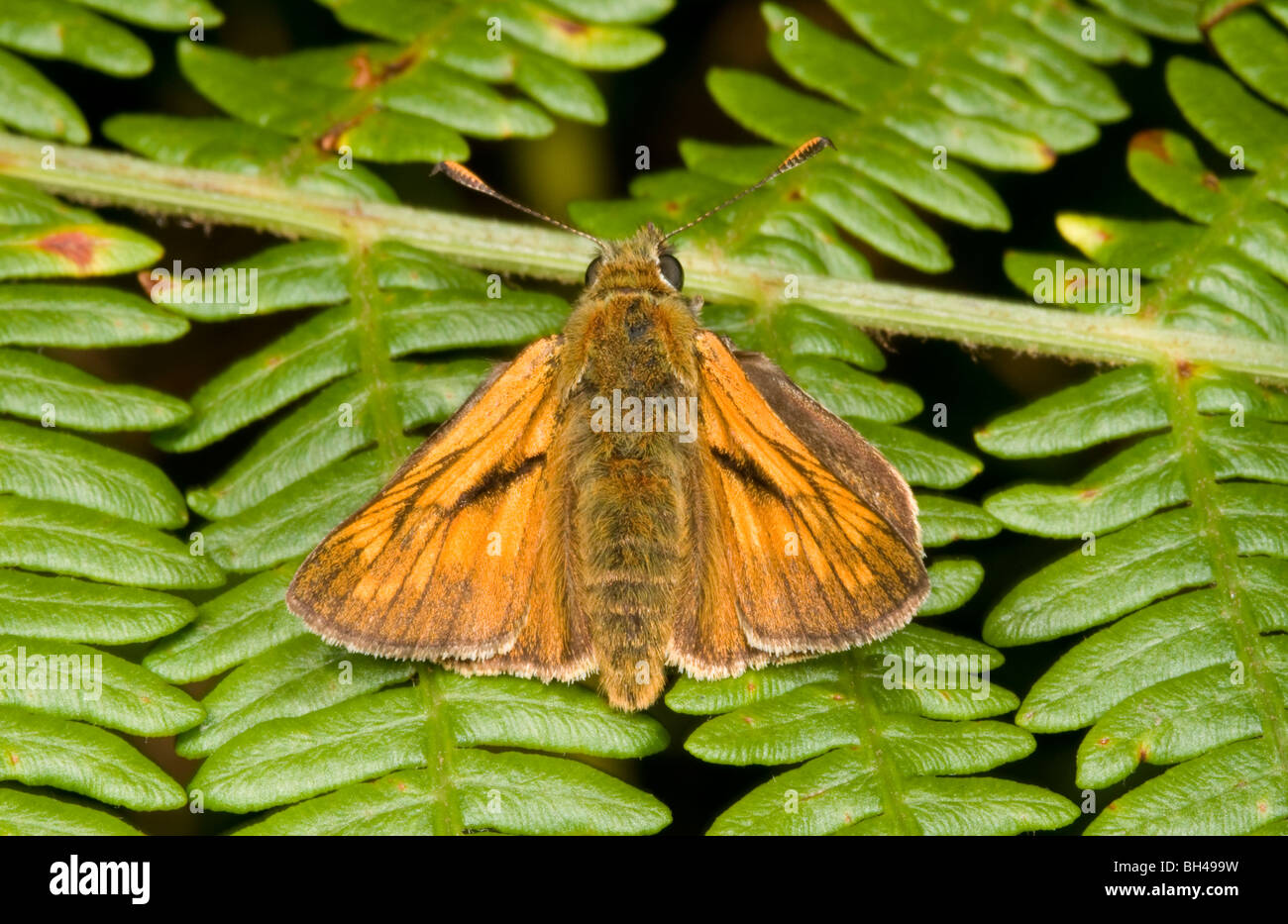 Large skipper butterfly (Ochlodes venatus) sunning open wings Stock Photo
