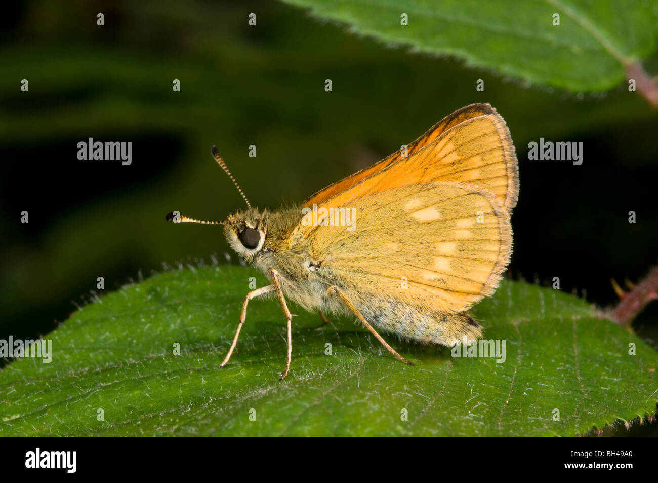 Large skipper butterfly (Ochlodes venatus) Stock Photo