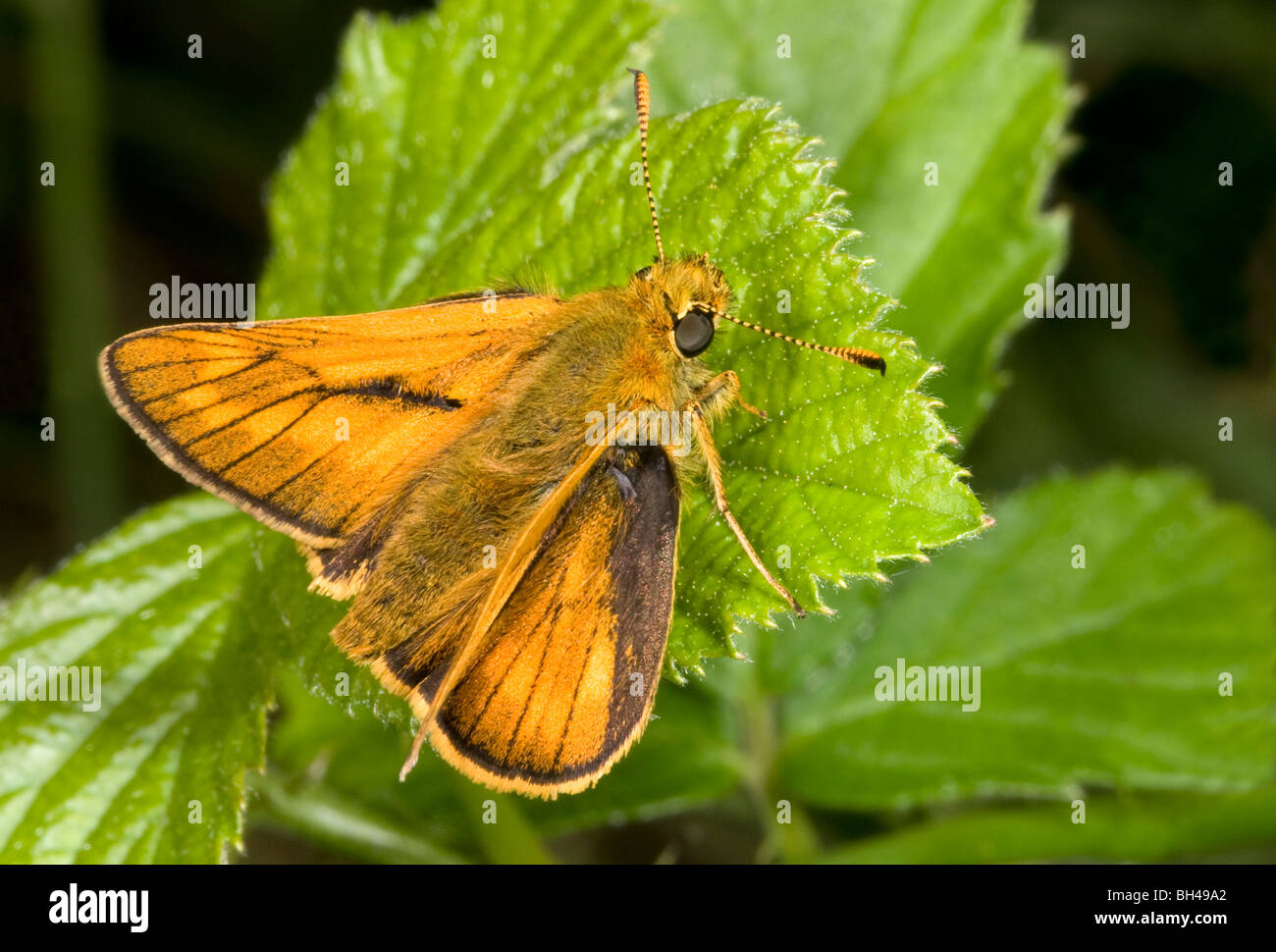 Large skipper butterfly (Ochlodes venatus). Stock Photo