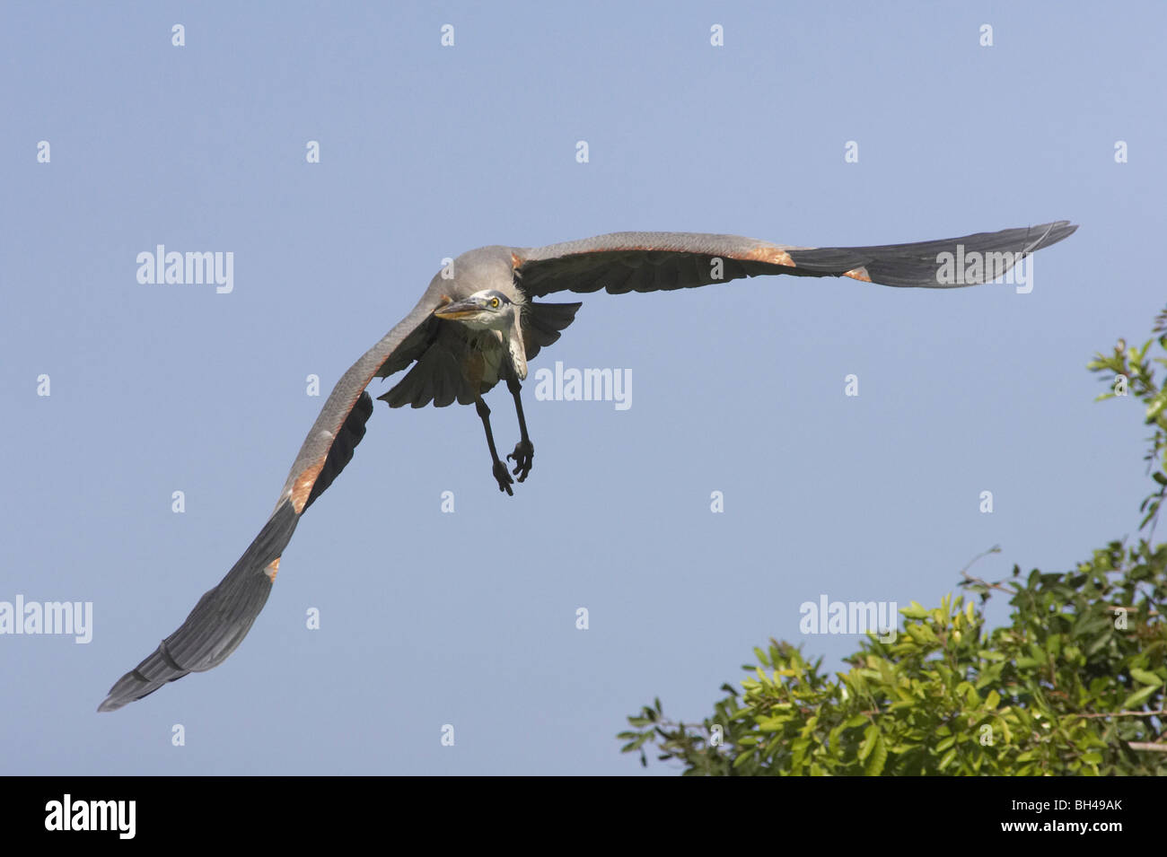 Great blue heron (Ardea herodias) in flight at Venice Rookery. Stock Photo