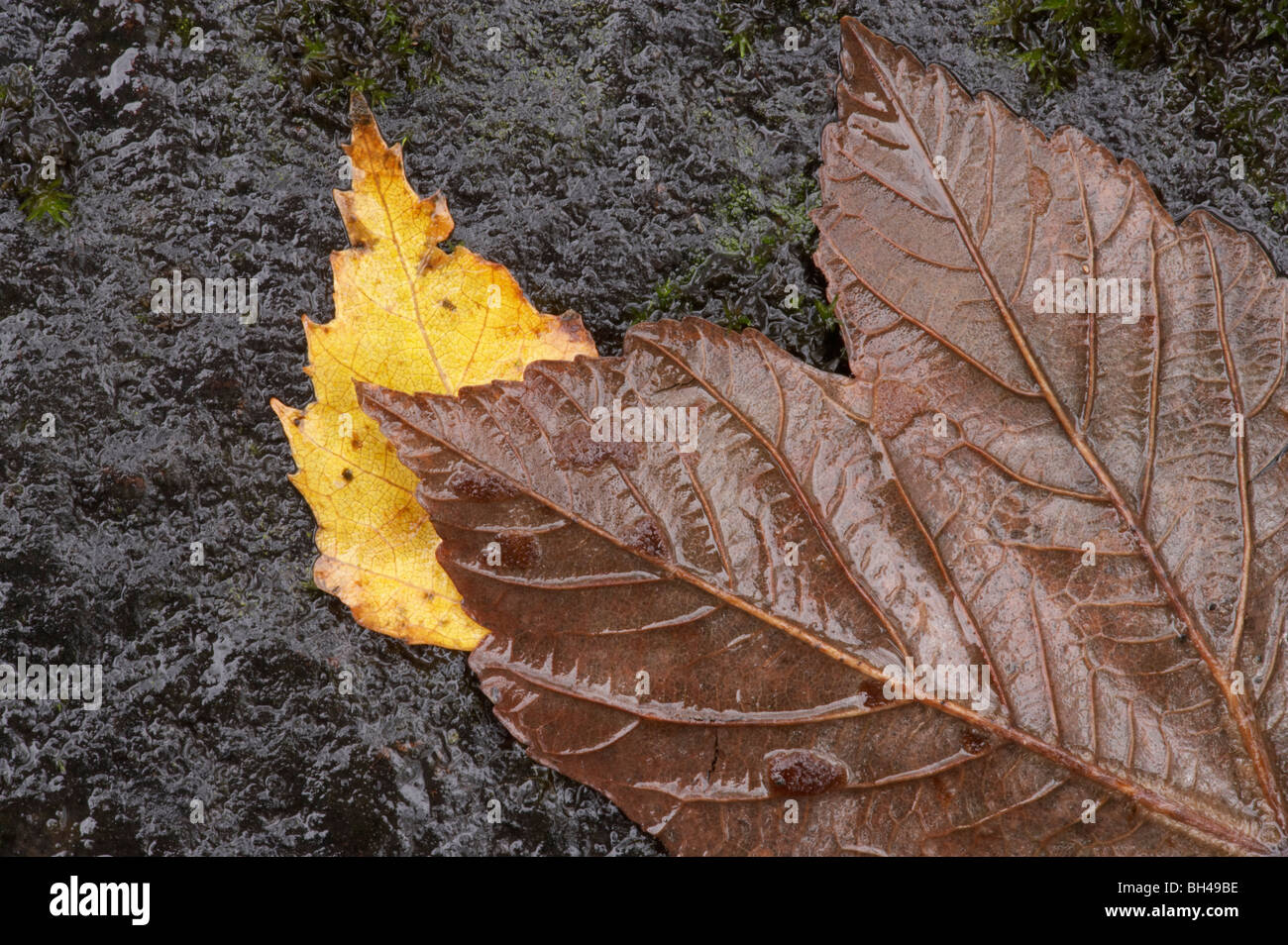 Abstract composition of wet silver birch (Betula pendula) and sycamore leaves, Lake District. Stock Photo