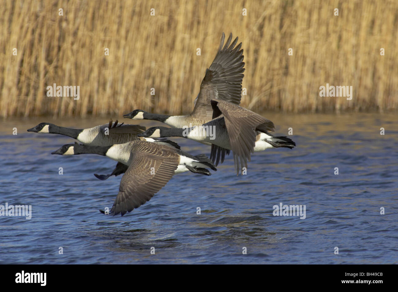 Canadian geese (Branta canadensis) taking off at Pensthorpe. Stock Photo