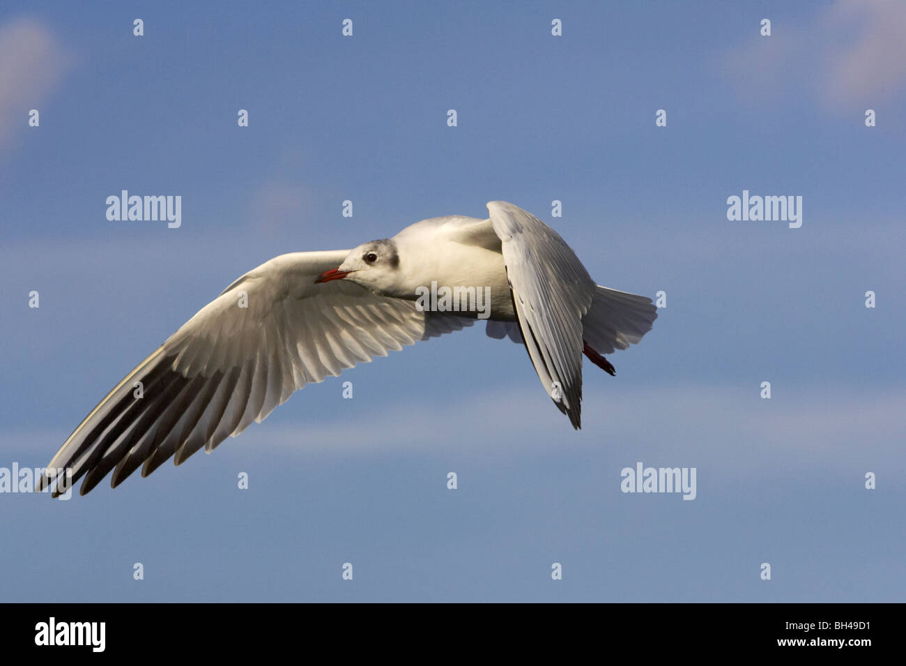 Black-headed gull (Larus ridibundus) in flight. Stock Photo