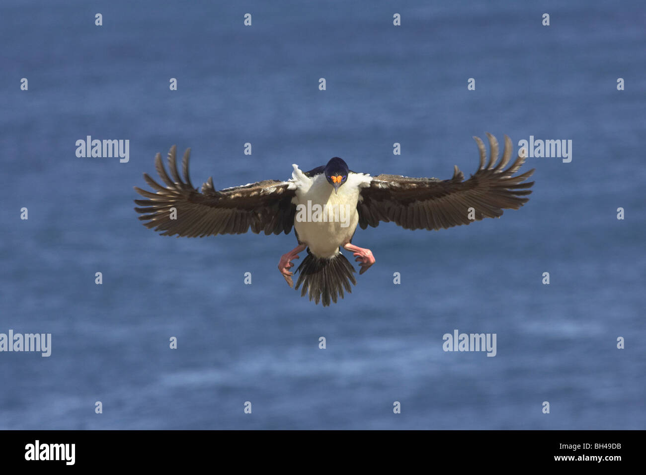Imperial shag (Phalacrocorax atriceps) in flight at Bleaker Island. Stock Photo