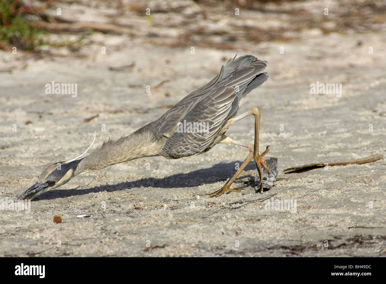 Juvenile yellow-crowned night heron (Nycticorax violacea) catching crab on beach at Fort de Soto. Stock Photo