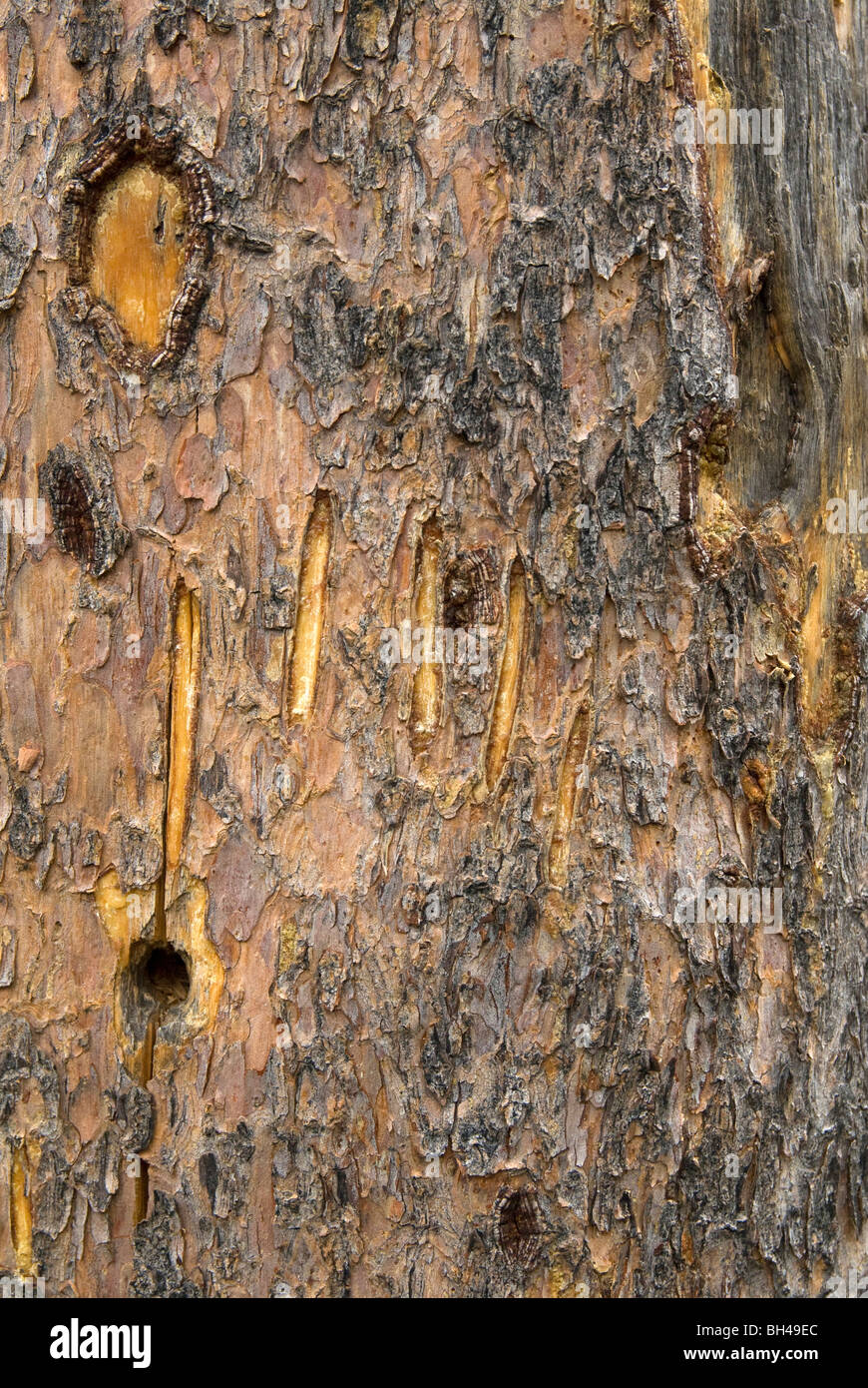 Black bear (Ursus americanus). Close up image of claw marks on pine