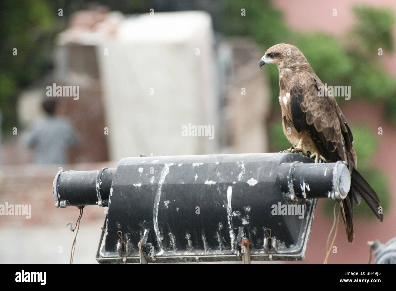 Birds Black Kites Delhi India Old Delhi Raptors Stock Photo Alamy