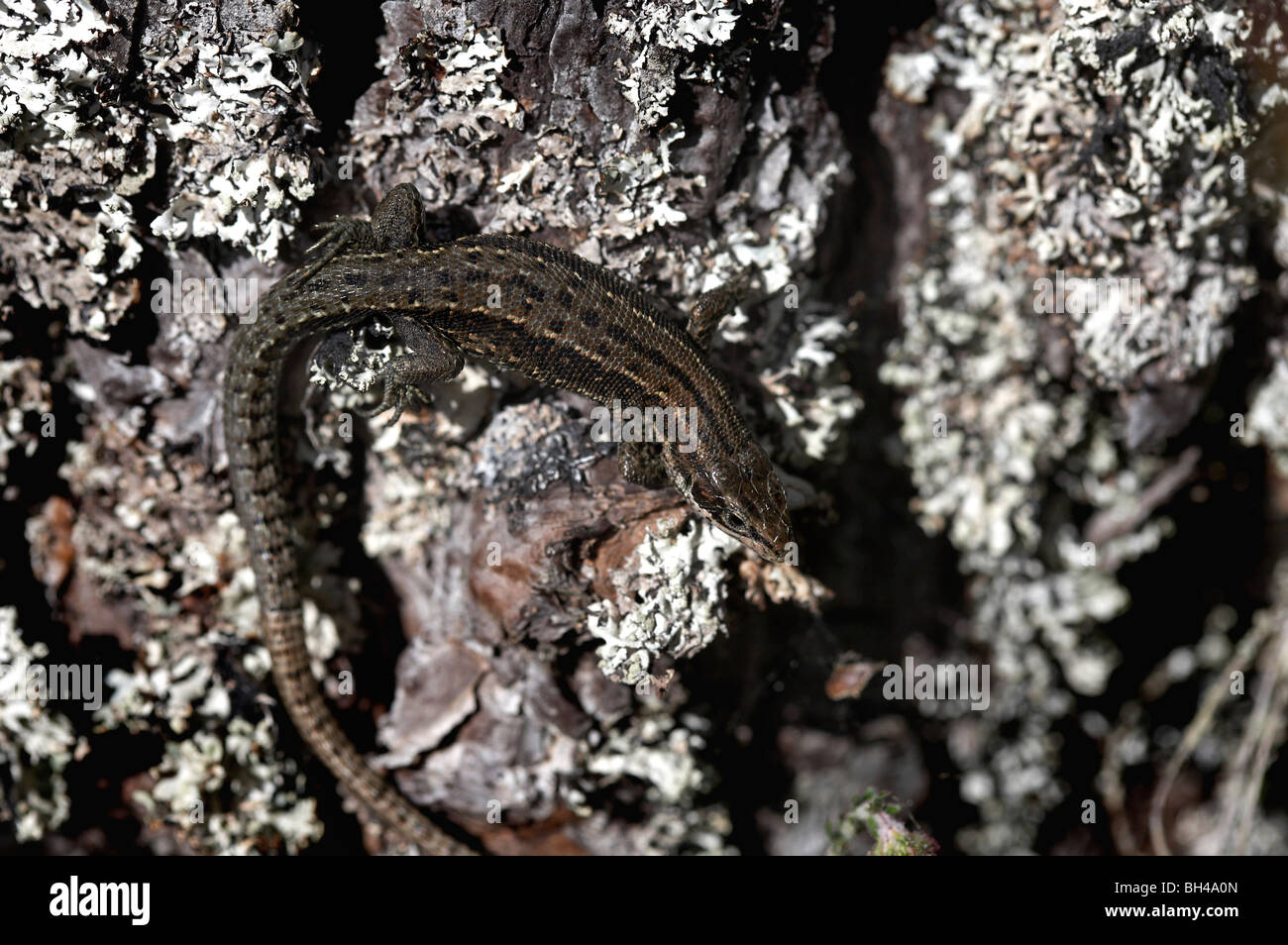 Common or viviparous lizard basking on rocks. Stock Photo