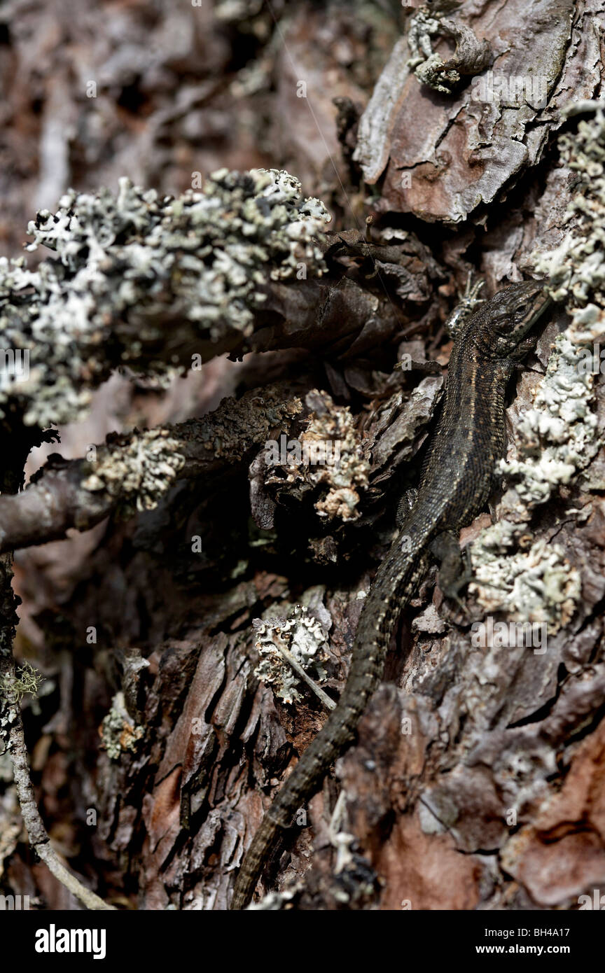 Common or viviparous lizard basking on rocks. Stock Photo