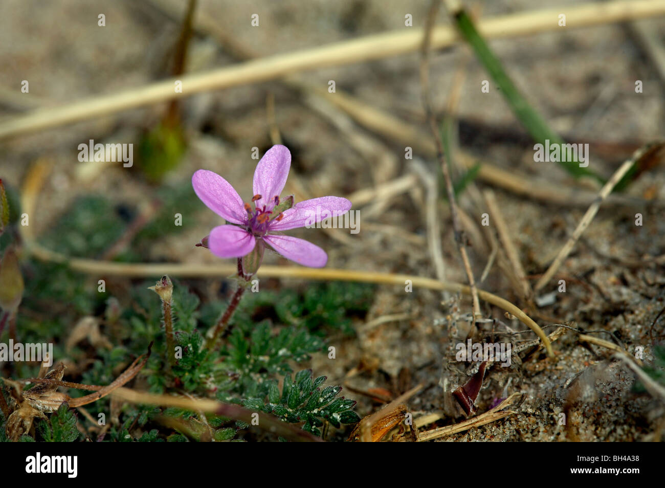 Dine storksbill (Erodium cicutarium) in sand. Stock Photo