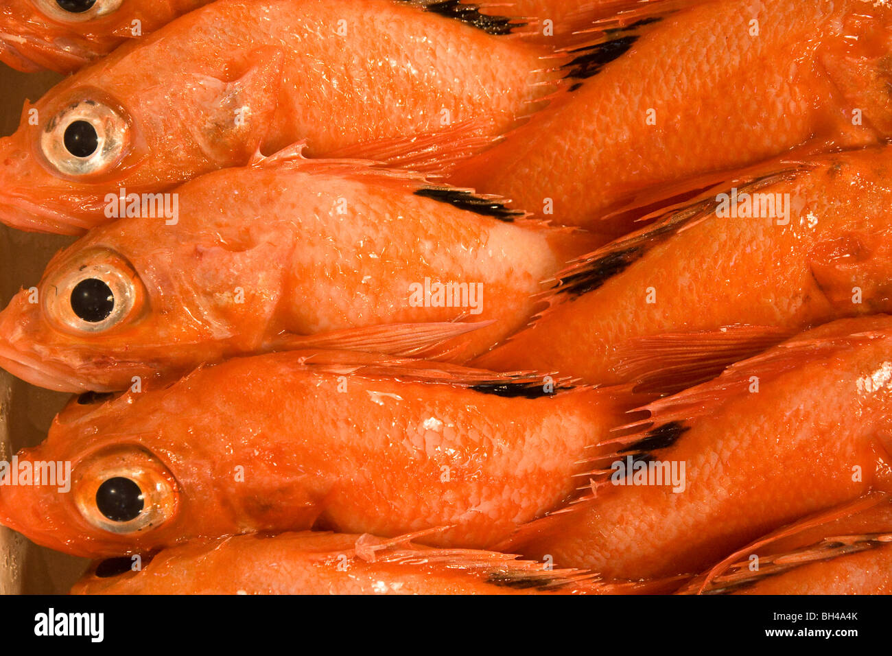 Honshu Fish Japan Market Tokyo Tsukiji Fish Market Stock Photo Alamy