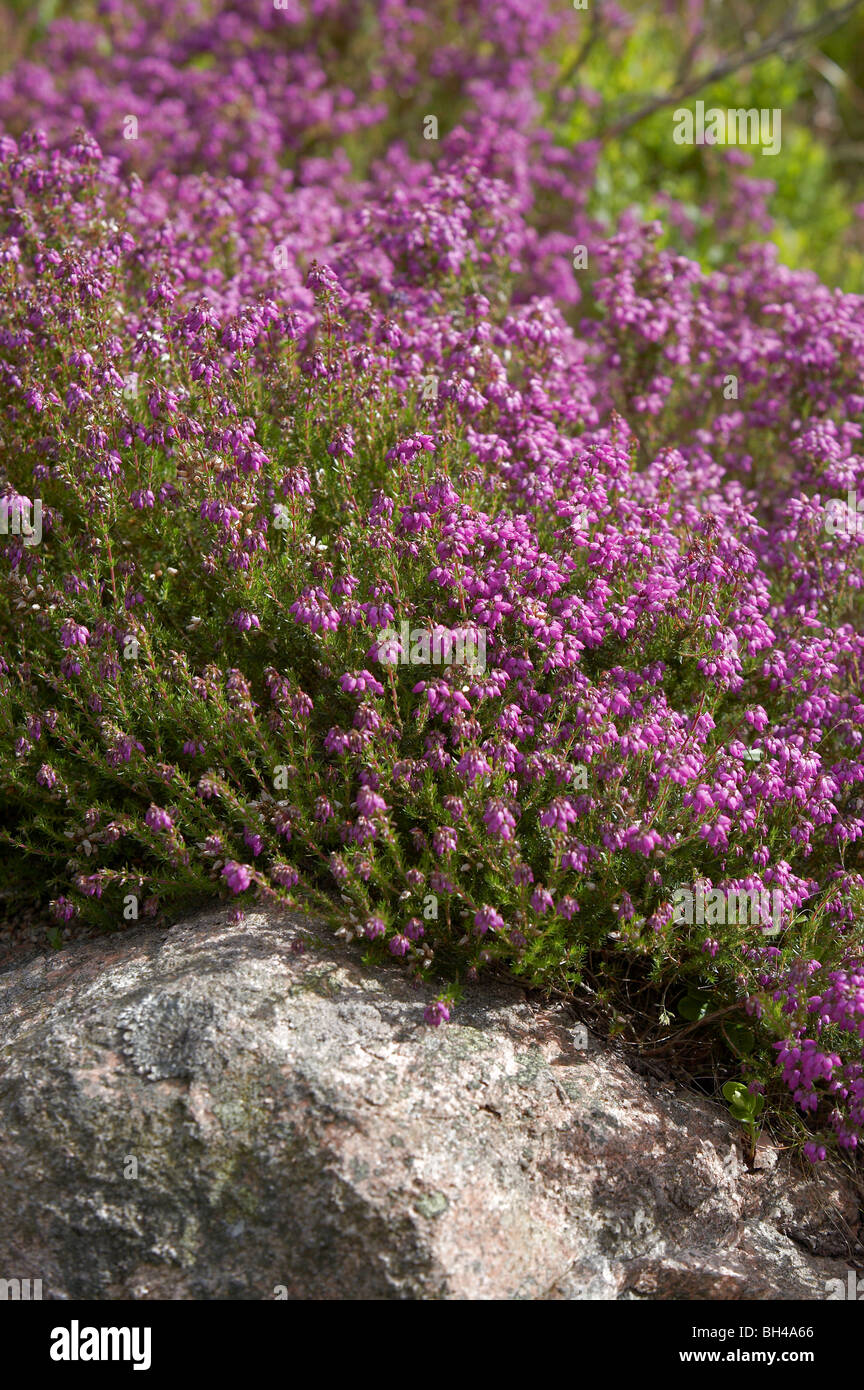 Purple heather (Calluna vulgaris) at Finzean. Stock Photo