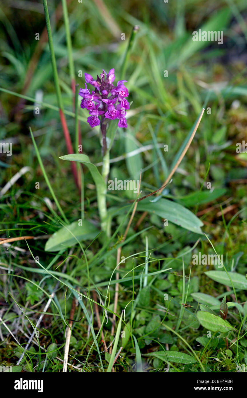 Green-winged orchid (Anancamptis morio) in field. Stock Photo