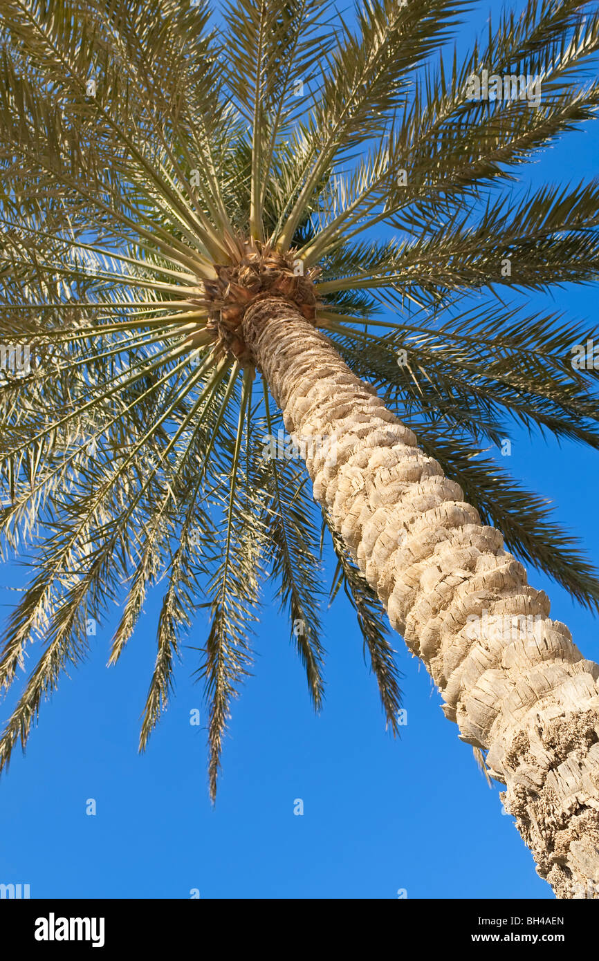 Looking up at the fronds of a palm tree against a perfect blue sky Stock Photo