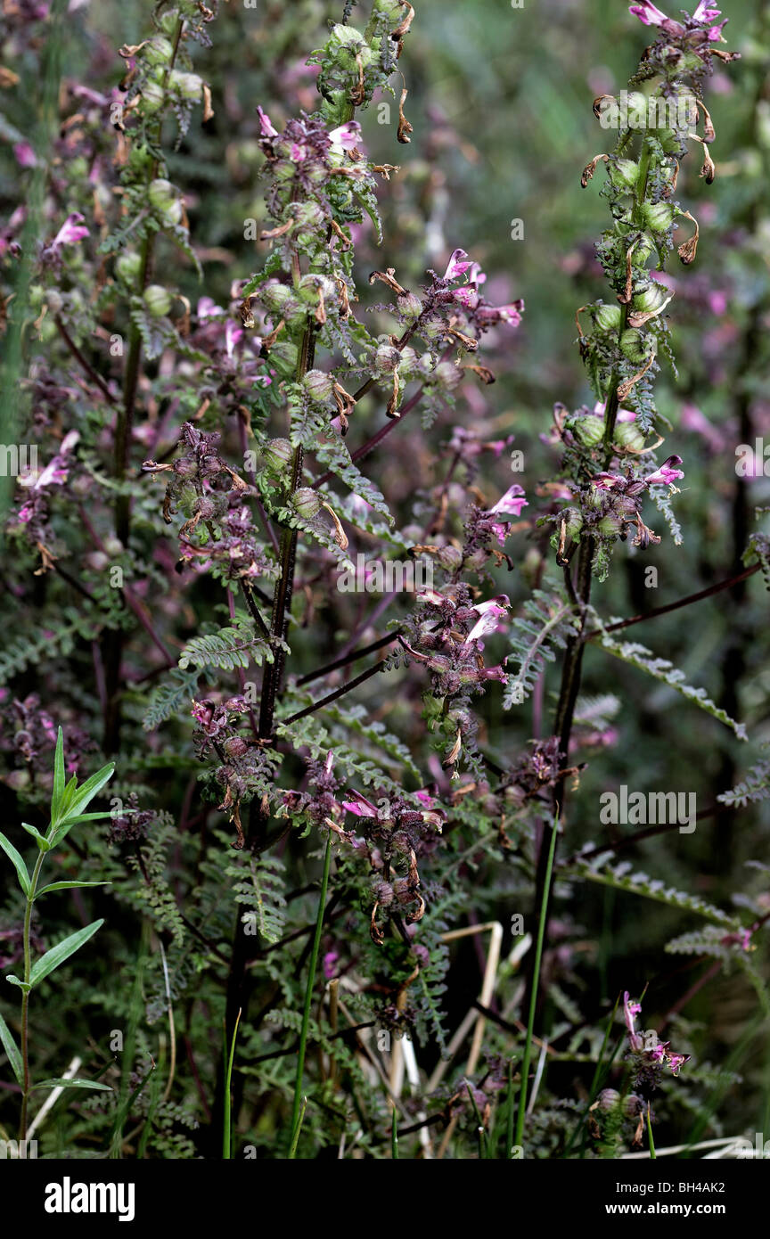 Red rattle-lousewort (Pedicularis sylvatica). Stock Photo