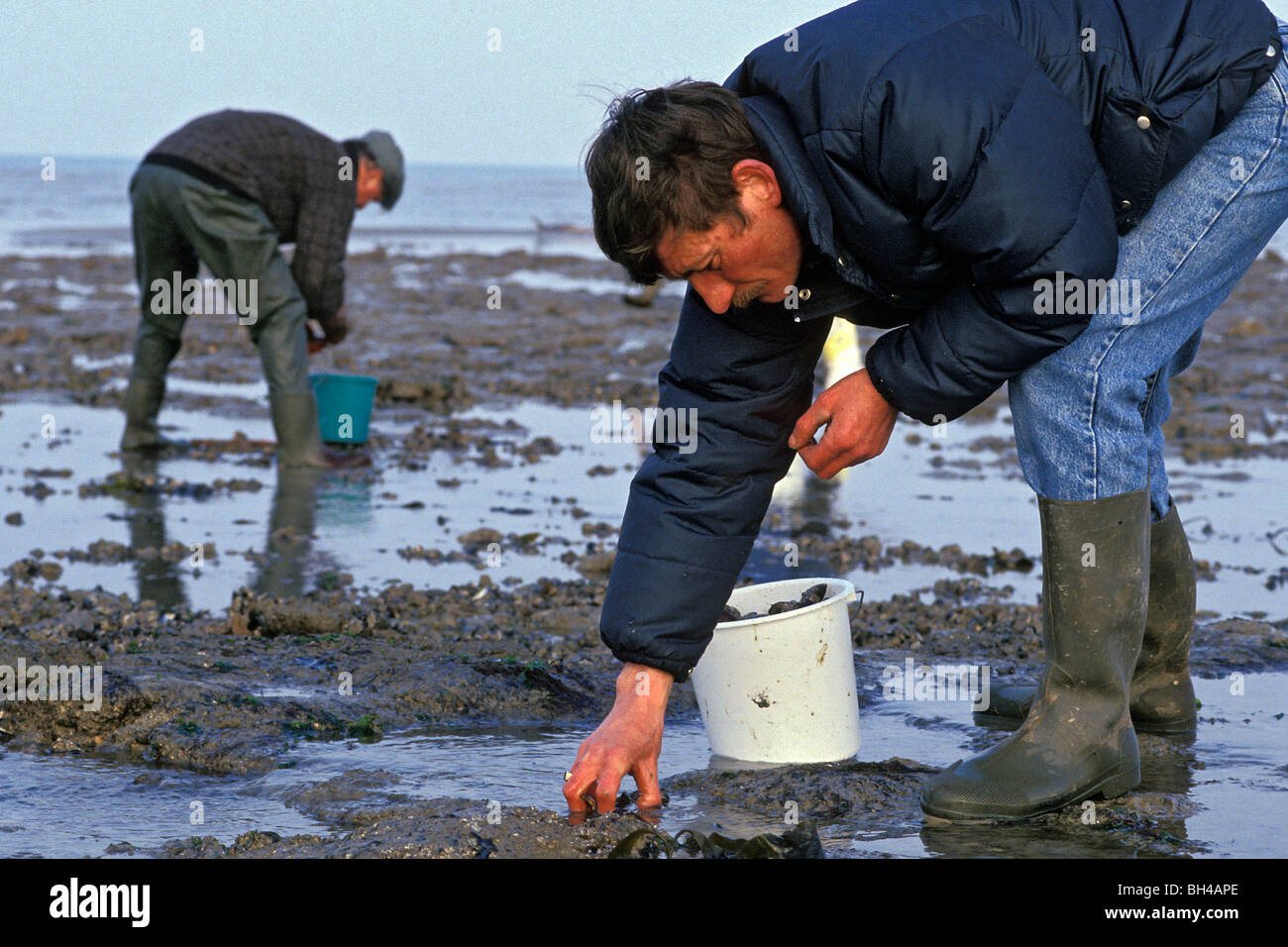 GATHERING SHELLFISH, COURSEULLES-SUR-MER, CALVADOS (14), NORMANDY ...