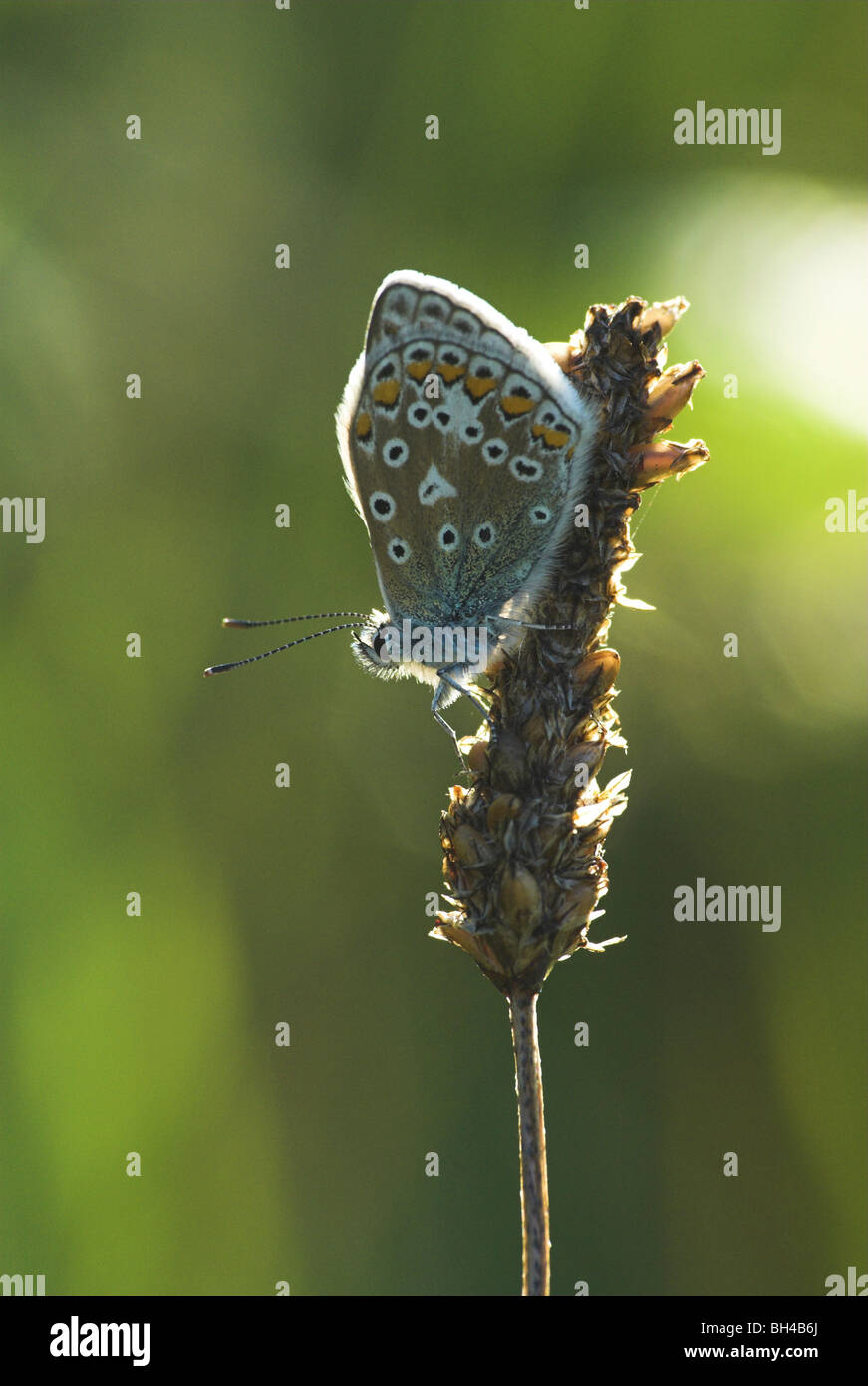 Common blue butterfly (polyommatus icarus) resting on a grass in the evening sun. Stock Photo