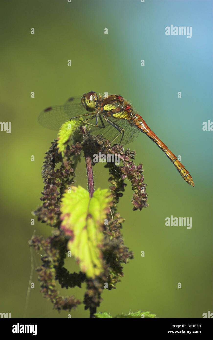 Male common darter dragonfly (sympetrum striolatum) resting on a stinging nettle. Stock Photo