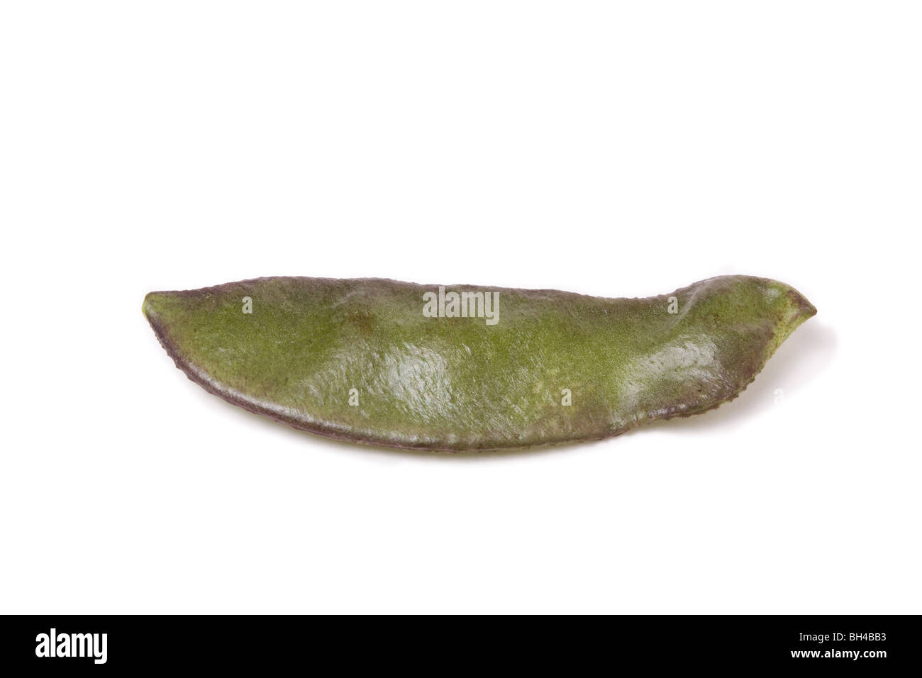 Indian bean Common name Lablab Bean, Hyacinth bean, Bonavista bean