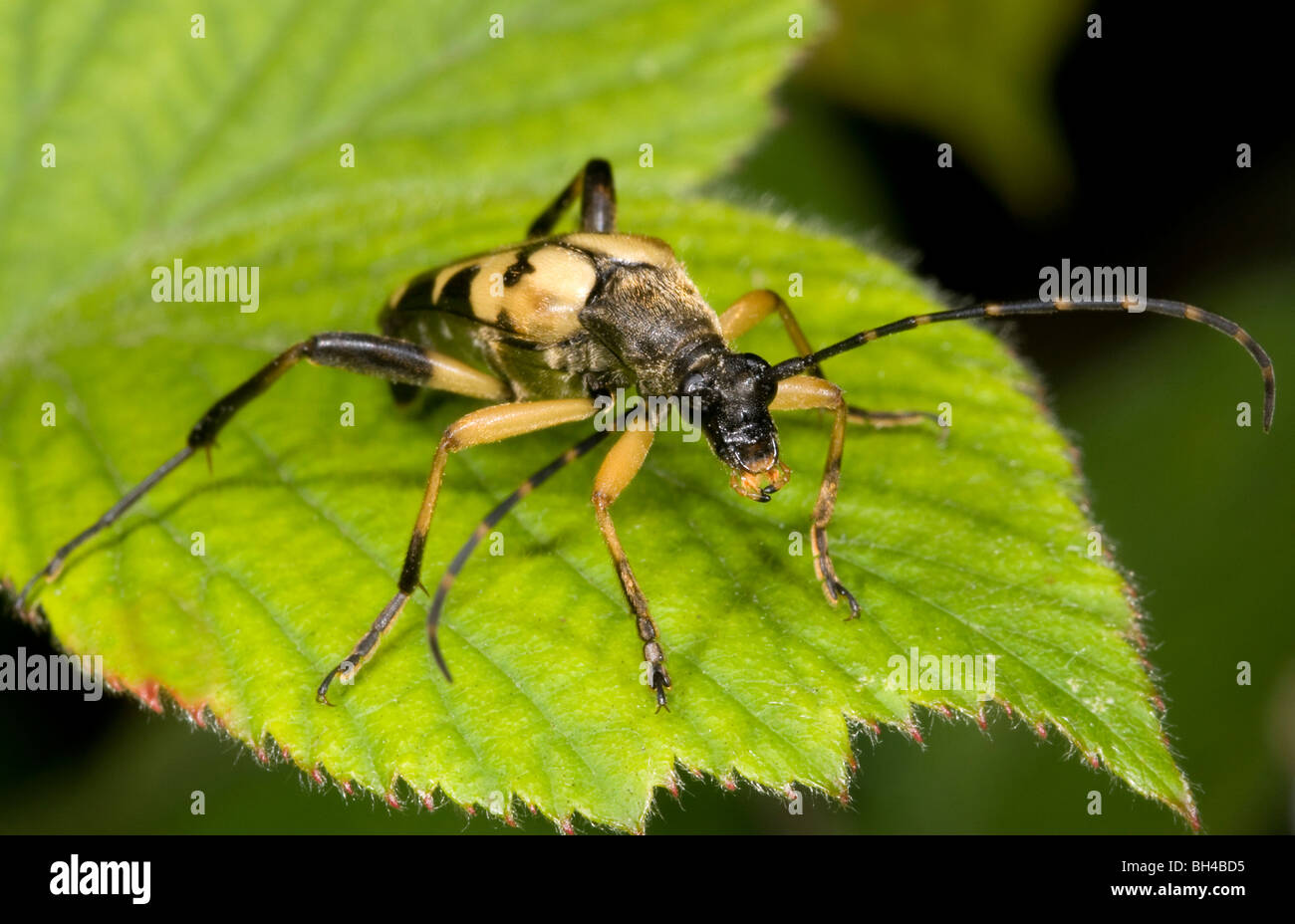 Longhorn beetle (Strangalia maculata). Close up image of beetle resting on bramble leaf in a Norfolk wood. Stock Photo