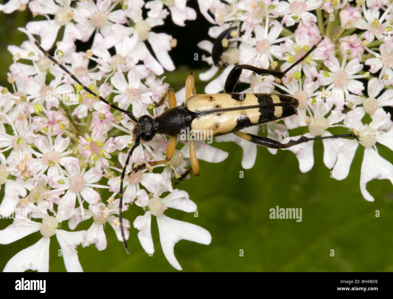Longhorn beetle (Strangalia maculata). Close up image of beetle feeding on flowers in a Norfolk wood. Stock Photo
