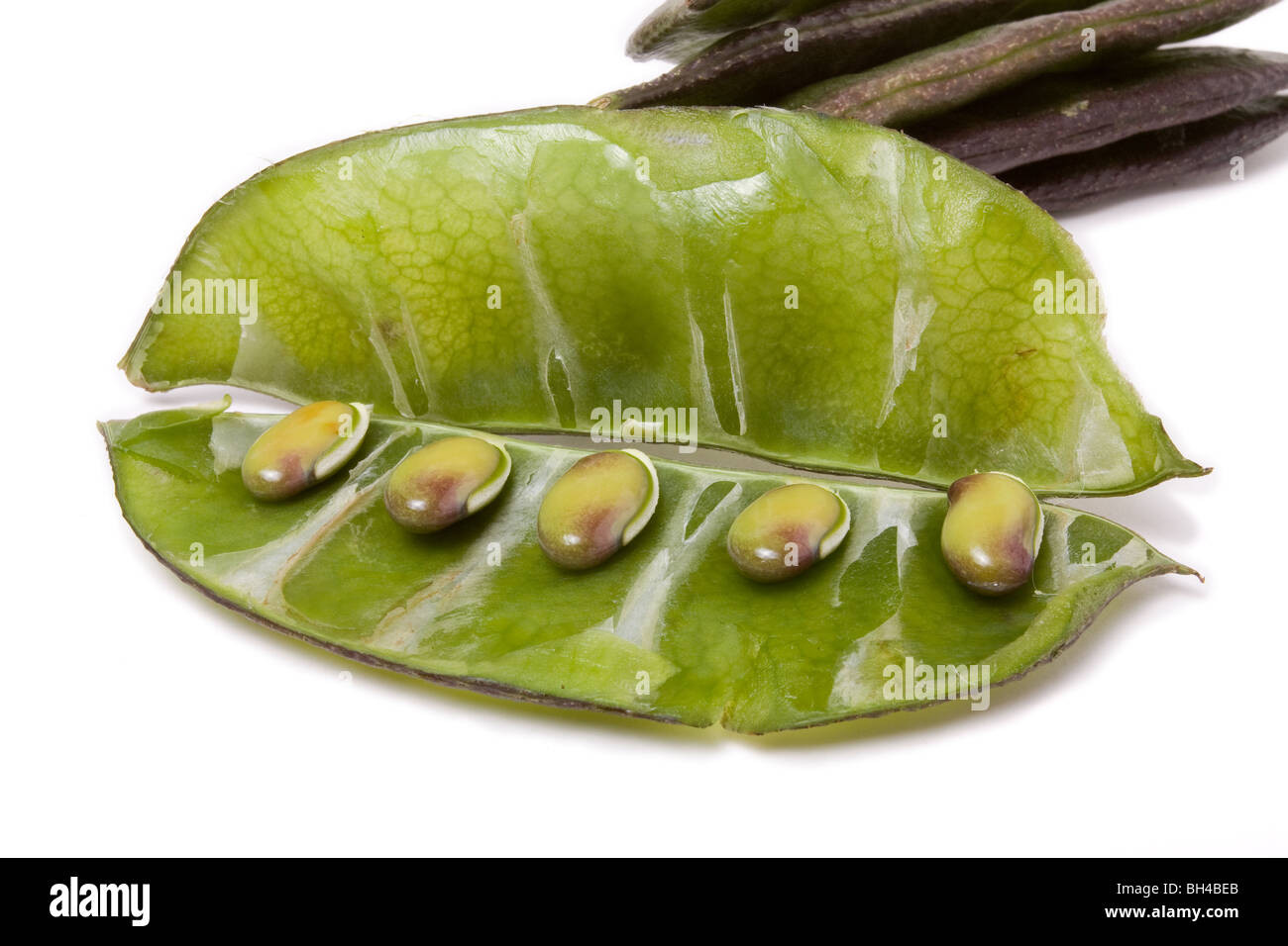 Indian bean Common name Lablab Bean, Hyacinth bean, Bonavista bean