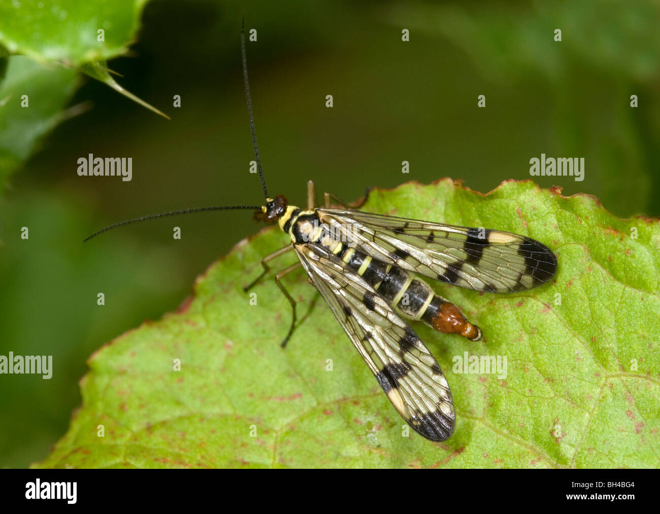 Scorpion fly (Panorpa communis). Adult male resting on leaf in a Norfolk wood. Stock Photo