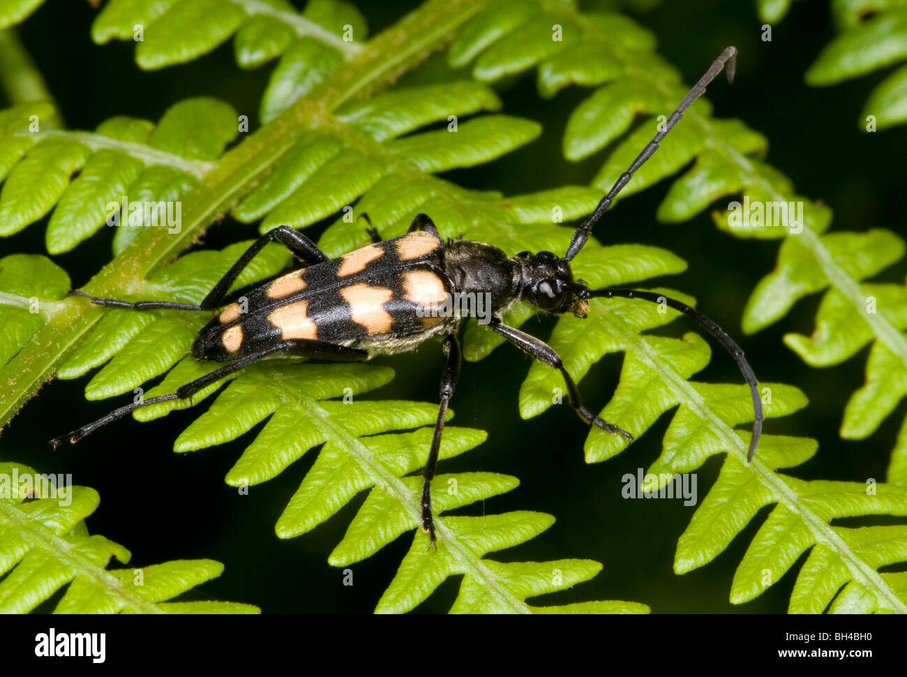 Longhorn beetle ( Strangalia quadrifasciata). Close up image of beetle resting on bracken in a Norfolk wood. Stock Photo