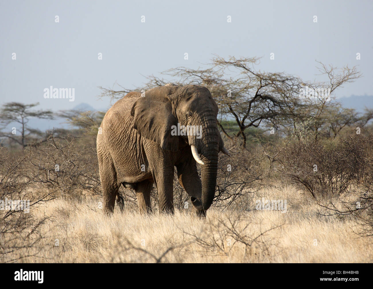Mature bull elephant amongst scrubland. Stock Photo