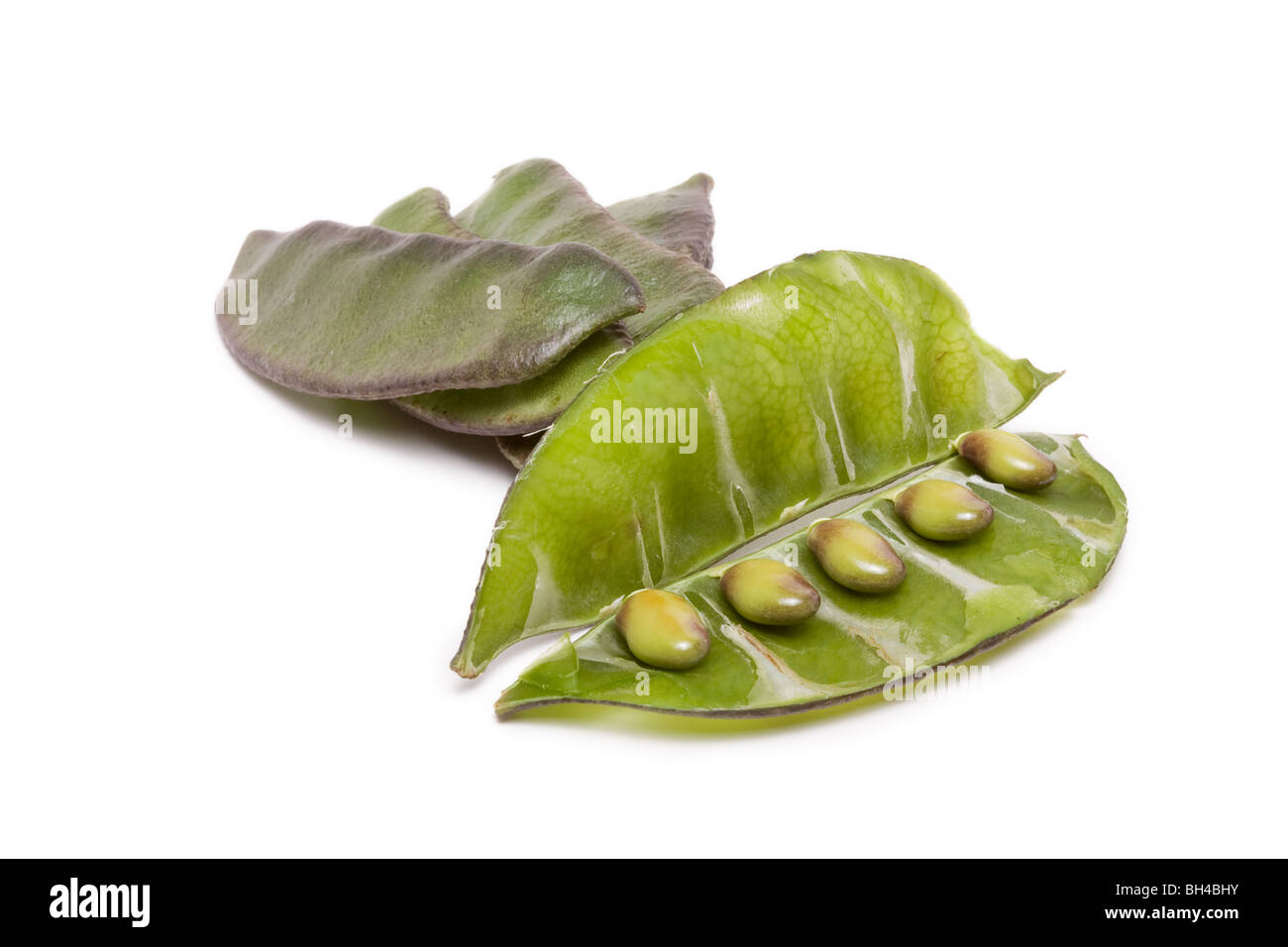 Indian bean Common name Lablab Bean, Hyacinth bean, Bonavista bean