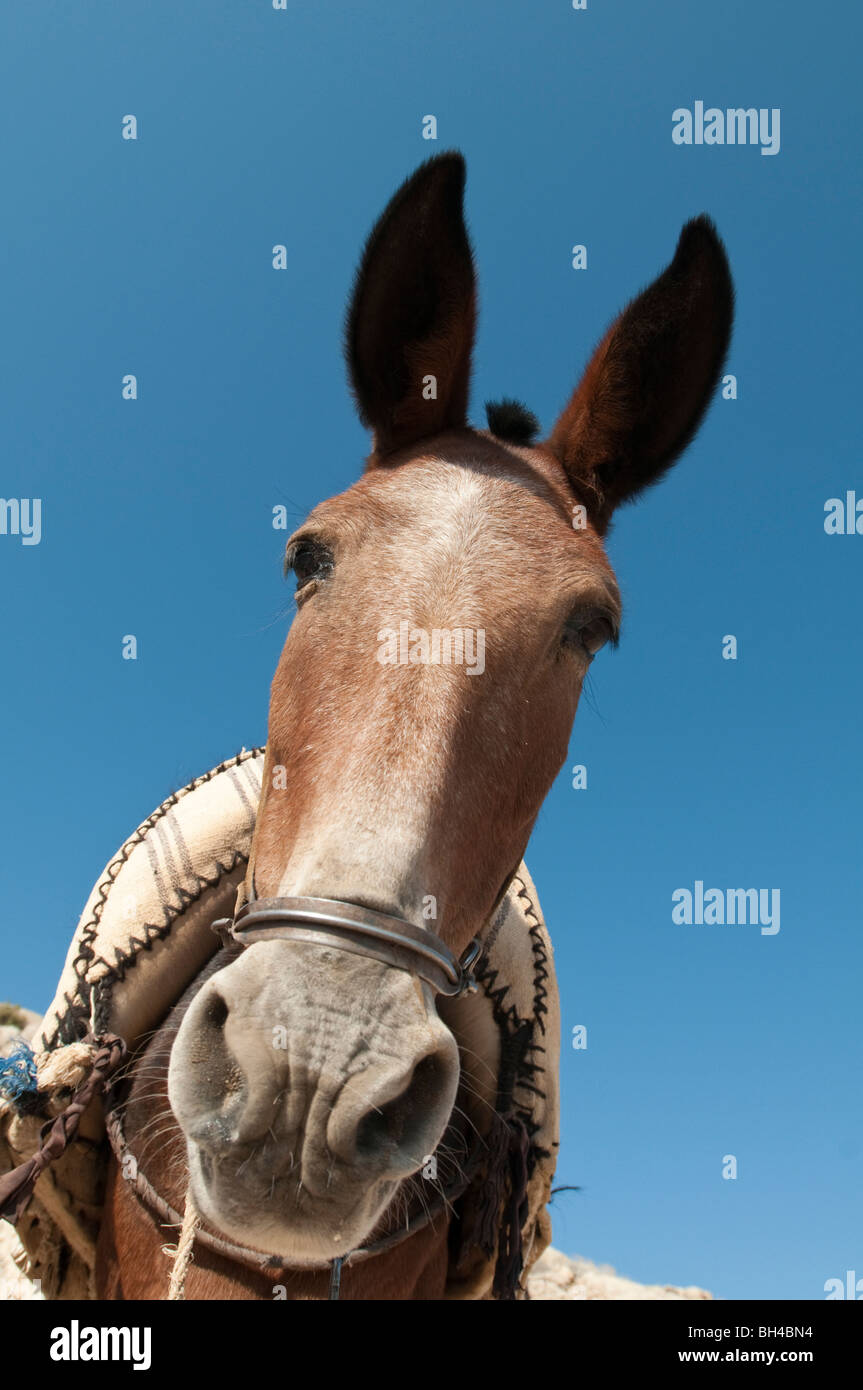 Portrait of a mule Stock Photo