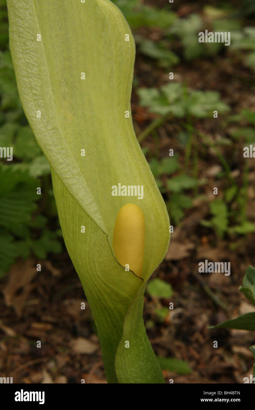 Close-up of the flower of lords and ladies (Arum maculatum). Stock Photo