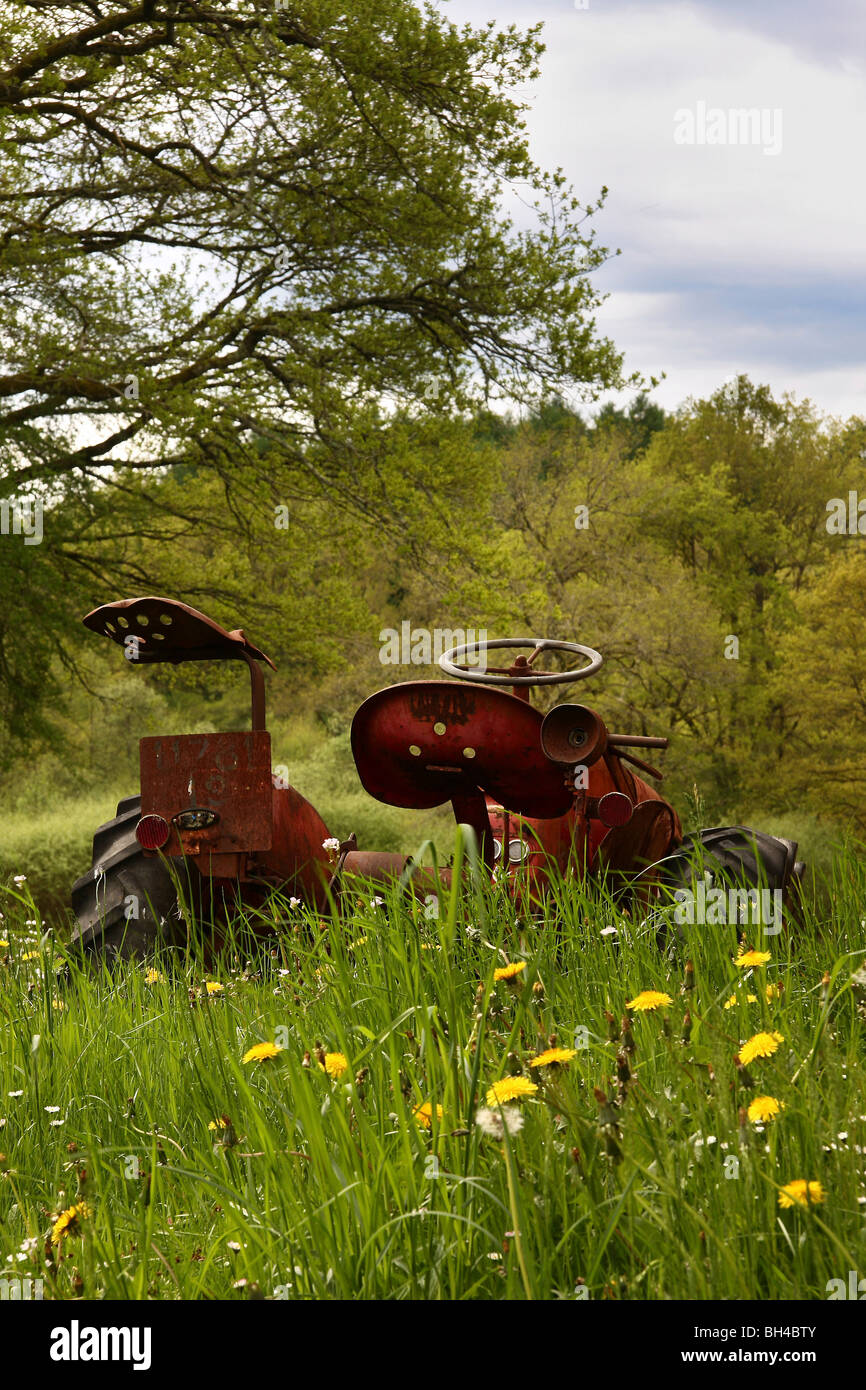Rusty old Massey Ferguson tractor abandoned in long grass with dandelion flowers. Stock Photo