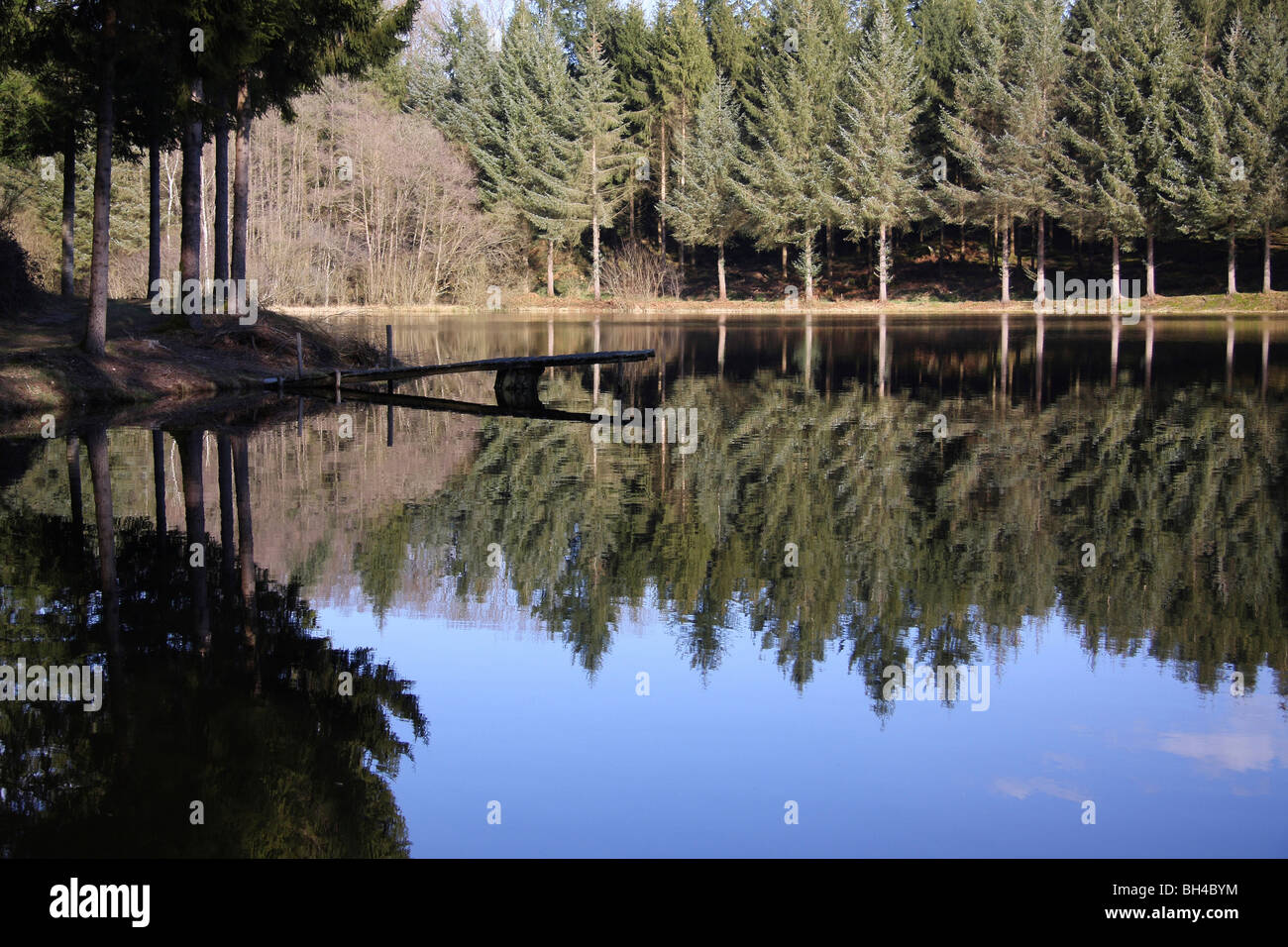 A small jetty in silhouette and row of pine trees reflected in water. Stock Photo