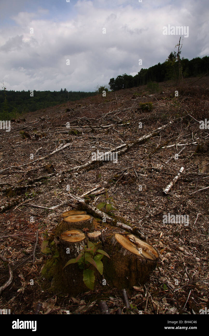 An area of woodland completely stripped of trees by loggers. Stock Photo