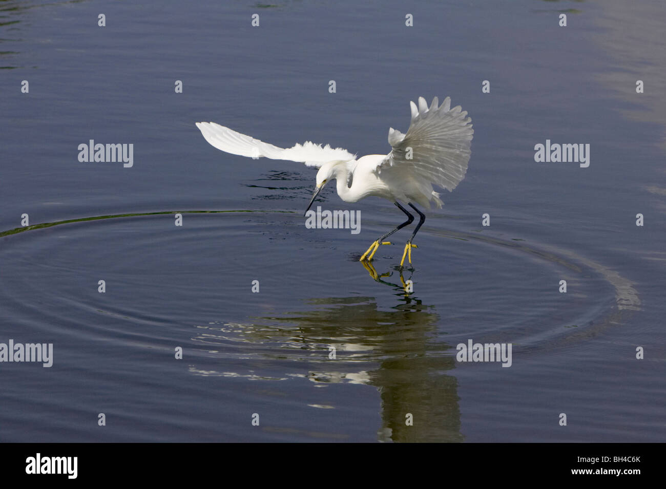 Snowy egret (Egretta thula) looking for food in lake at Gatorland. Stock Photo