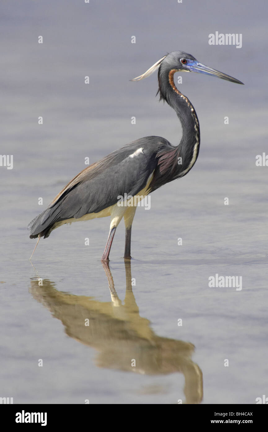 tricolored-heron-egretta-tricolor-wading-hi-res-stock-photography-and